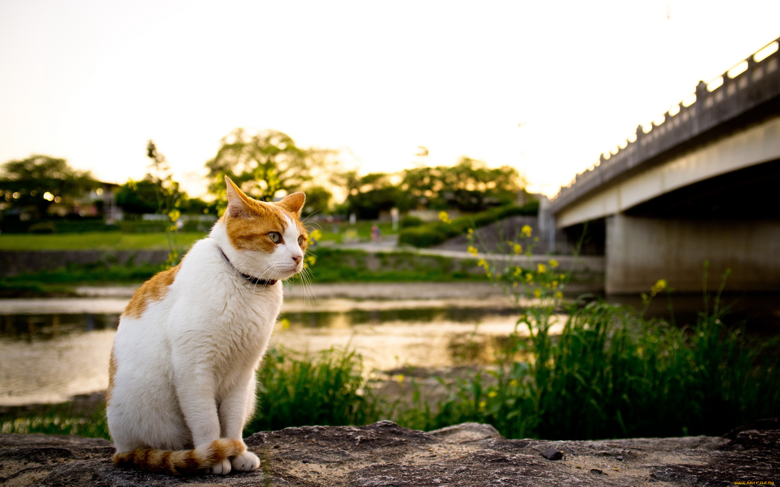 животные, коты, трава