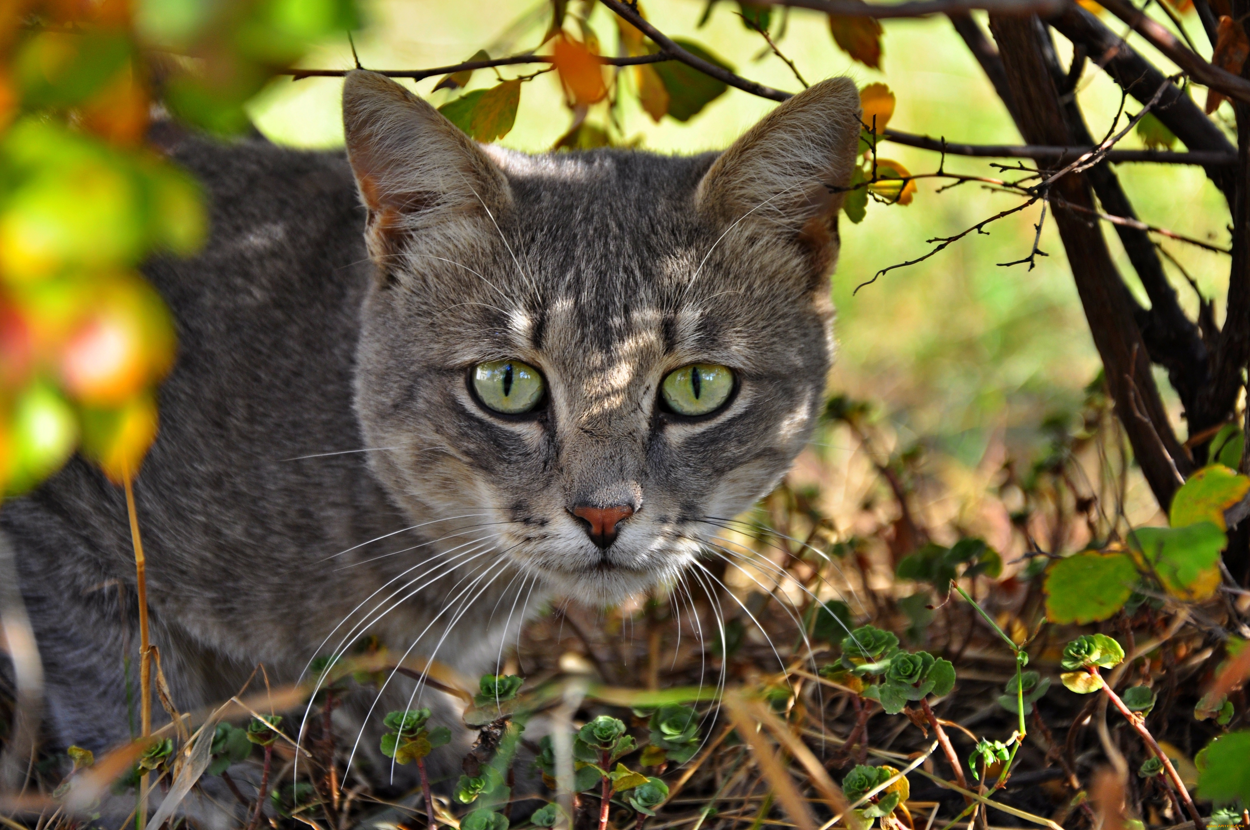 животные, коты, взгляд, морда