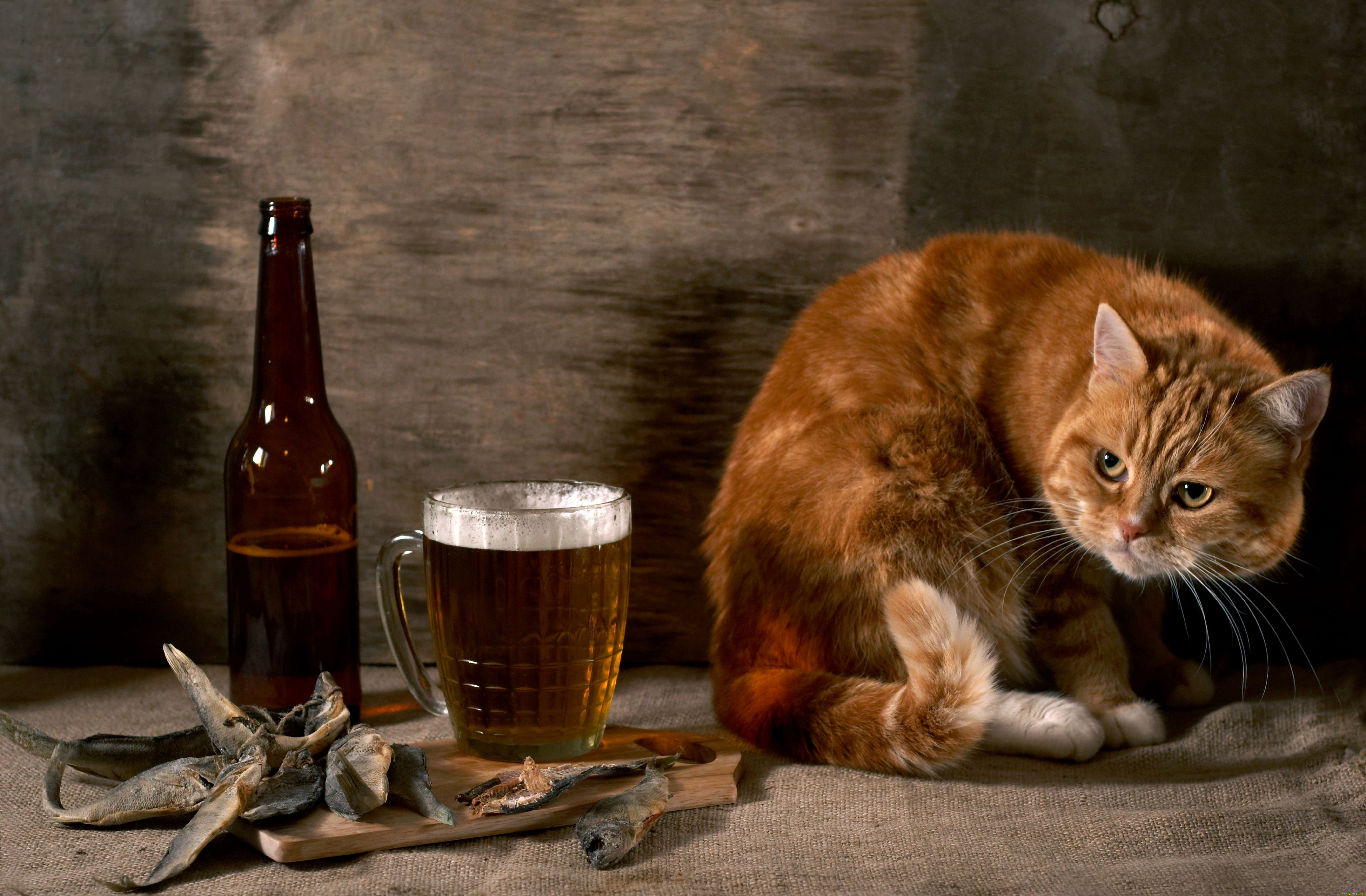 животные, коты, балык, натюрморт, пиво, рыжий, кот