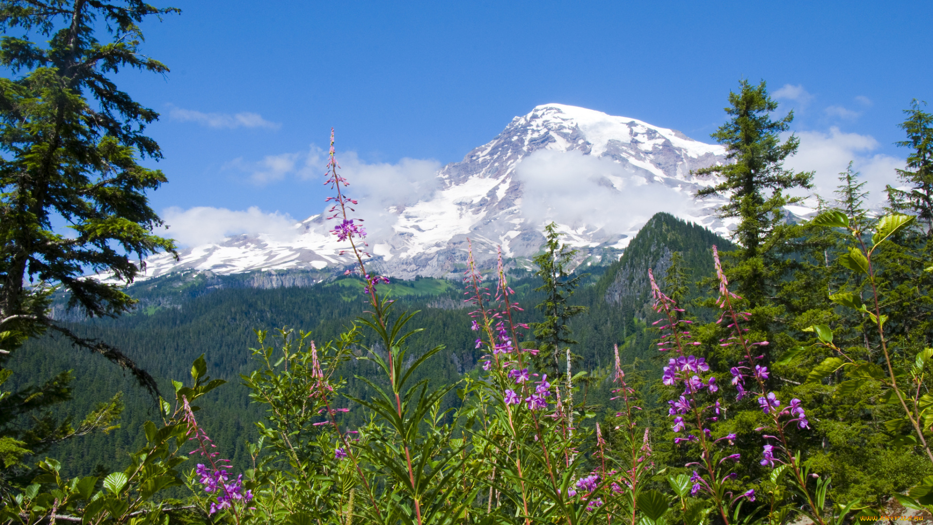 mount, rainier, national, park, природа, горы, национальный, парк, маунт-рейнир, цветы, лес, пейзаж