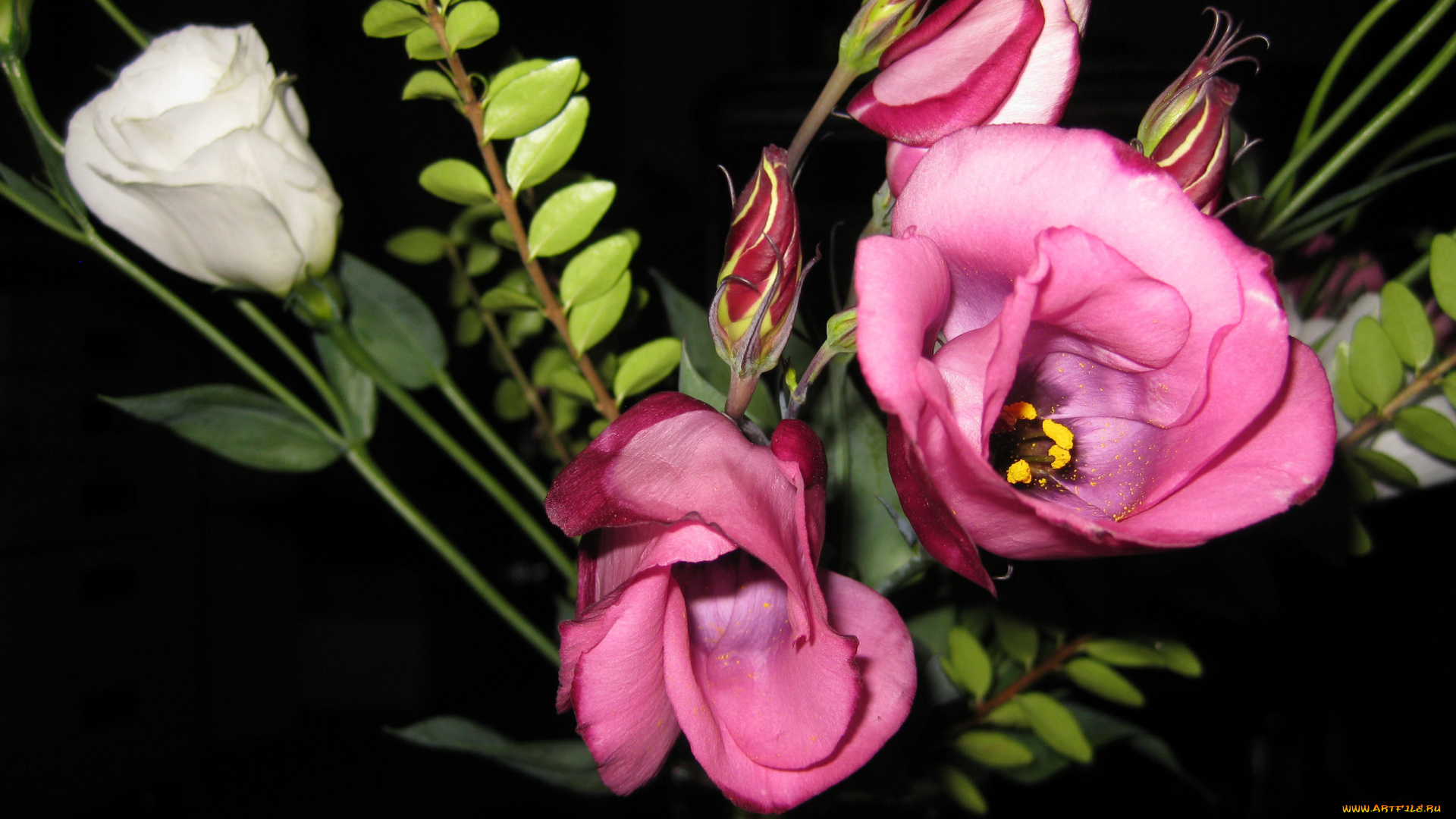 цветы, эустома, розовые
