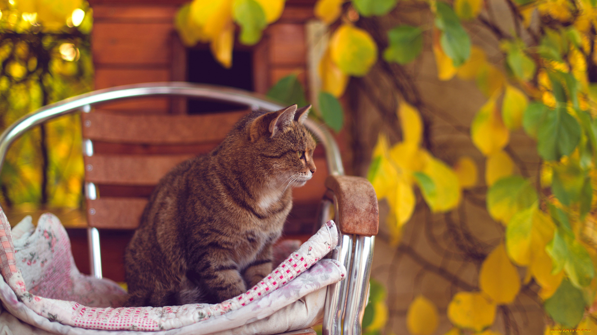 животные, коты, осень, желтые, листья, кот, стул