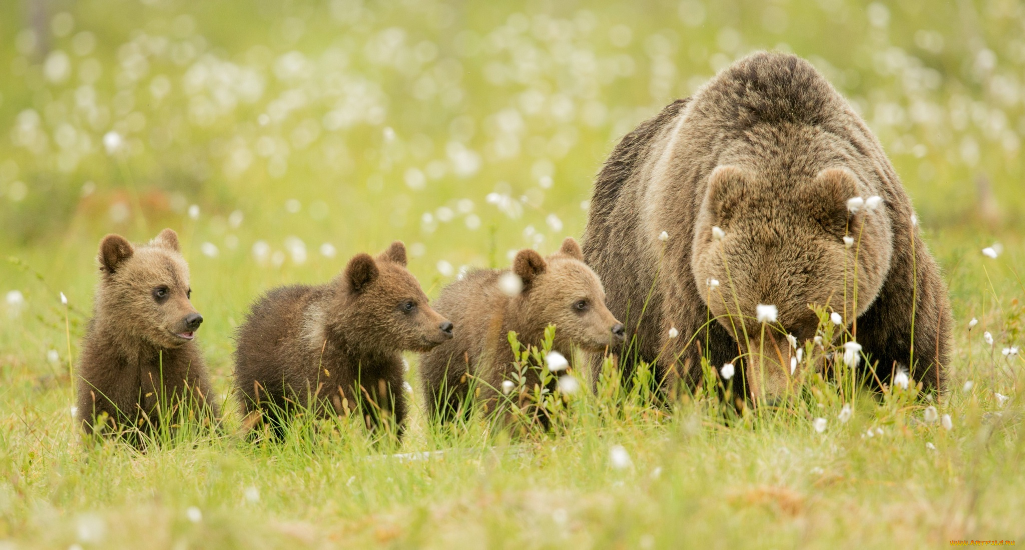 животные, медведи, малыши, мама, семья