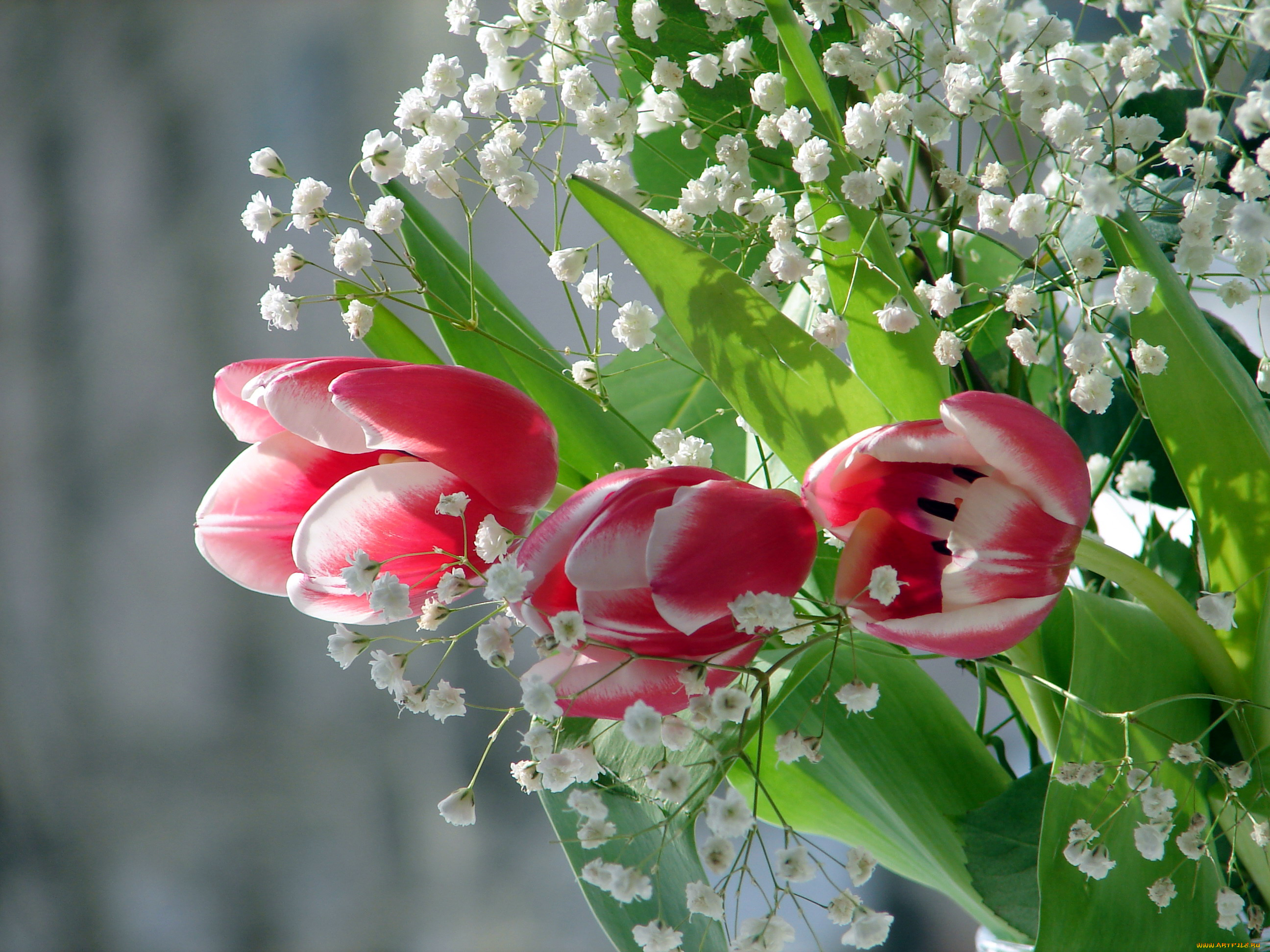 цветы, разные, вместе, тюльпаны, гипсофила