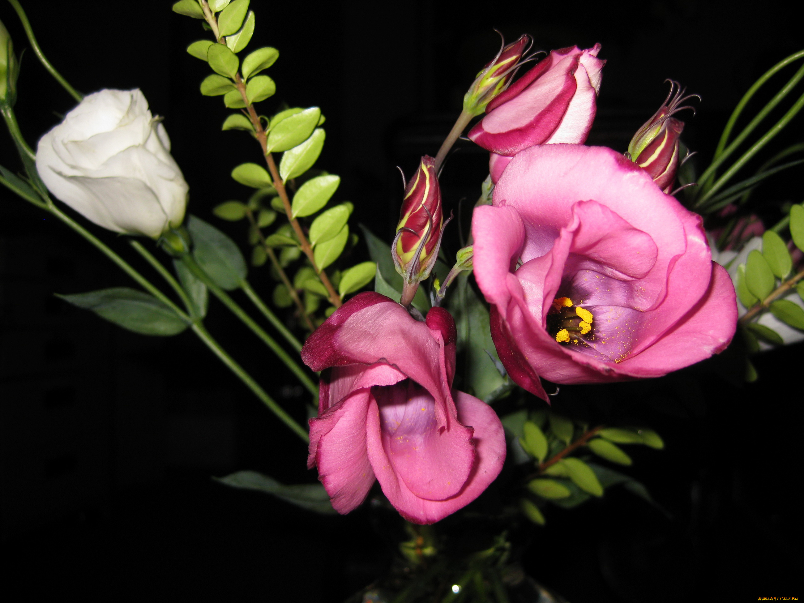 цветы, эустома, розовые