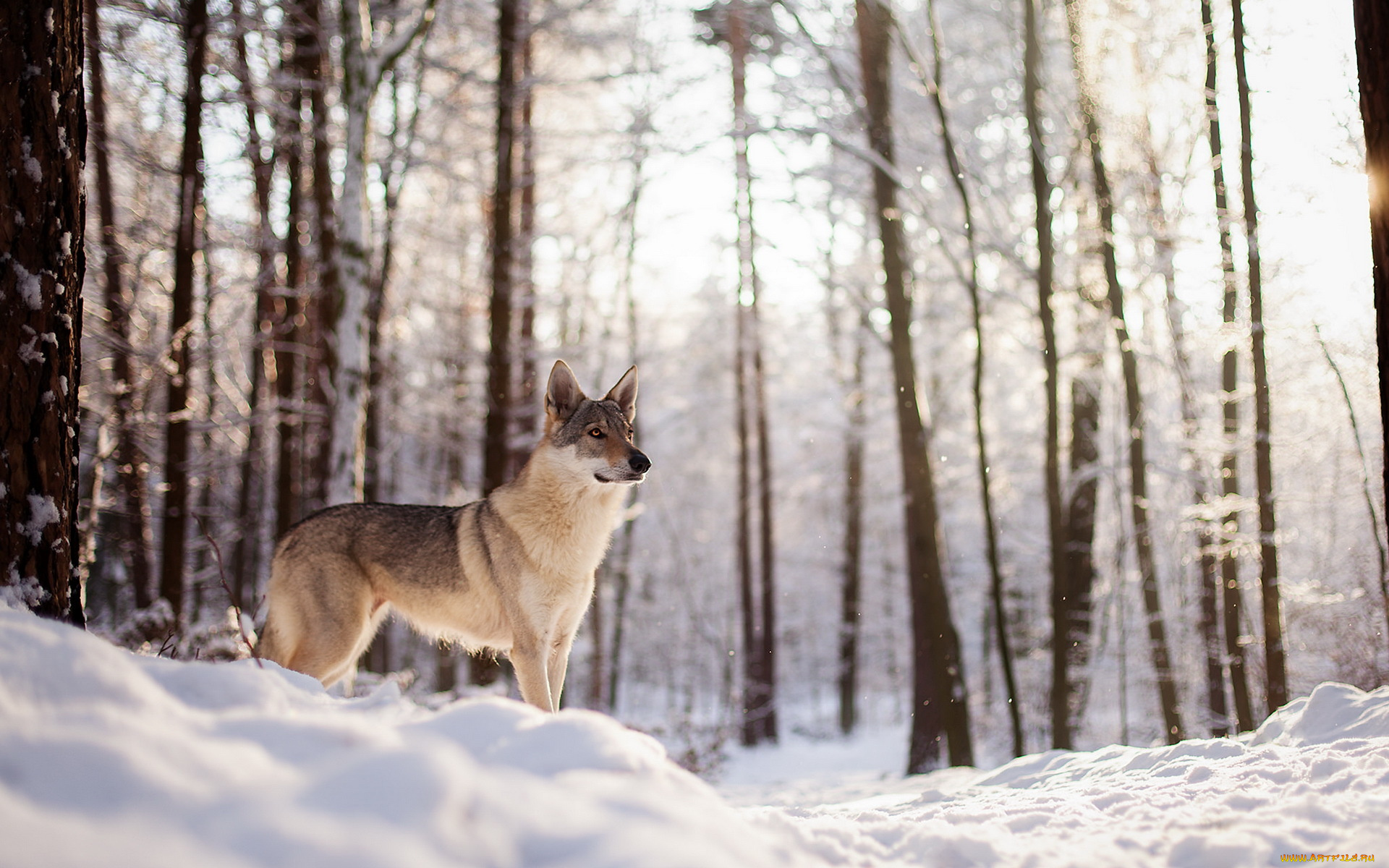 животные, собаки, собака, лес, снег, друг, зима, взгляд