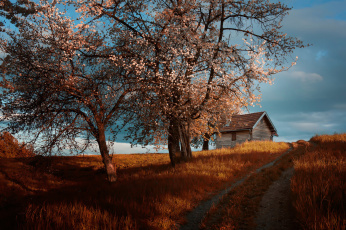 Картинка города -+здания +дома amir bajrich дорога дом cottage цветение весна деревья