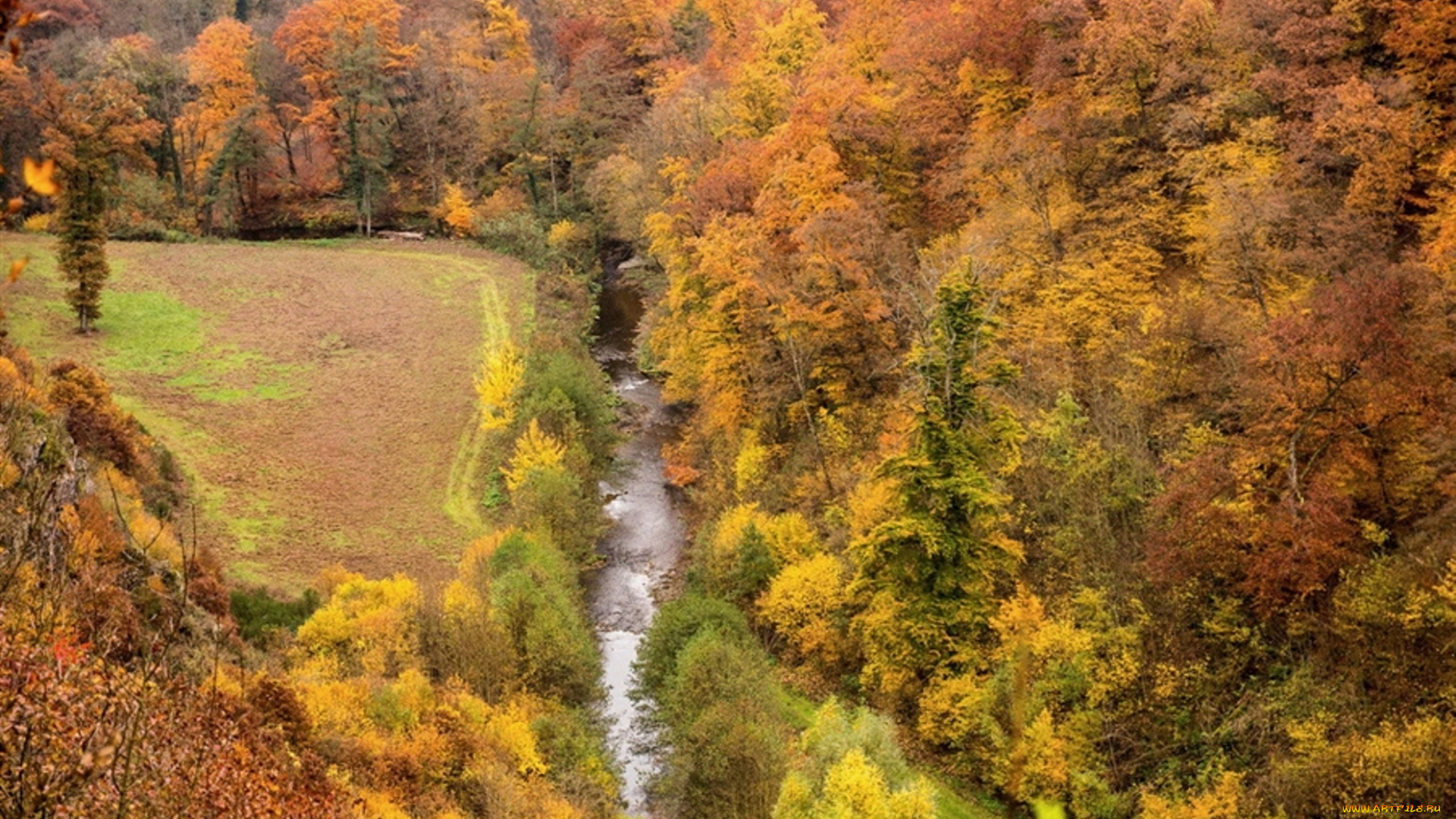 природа, лес, осень, деревья, река, вода