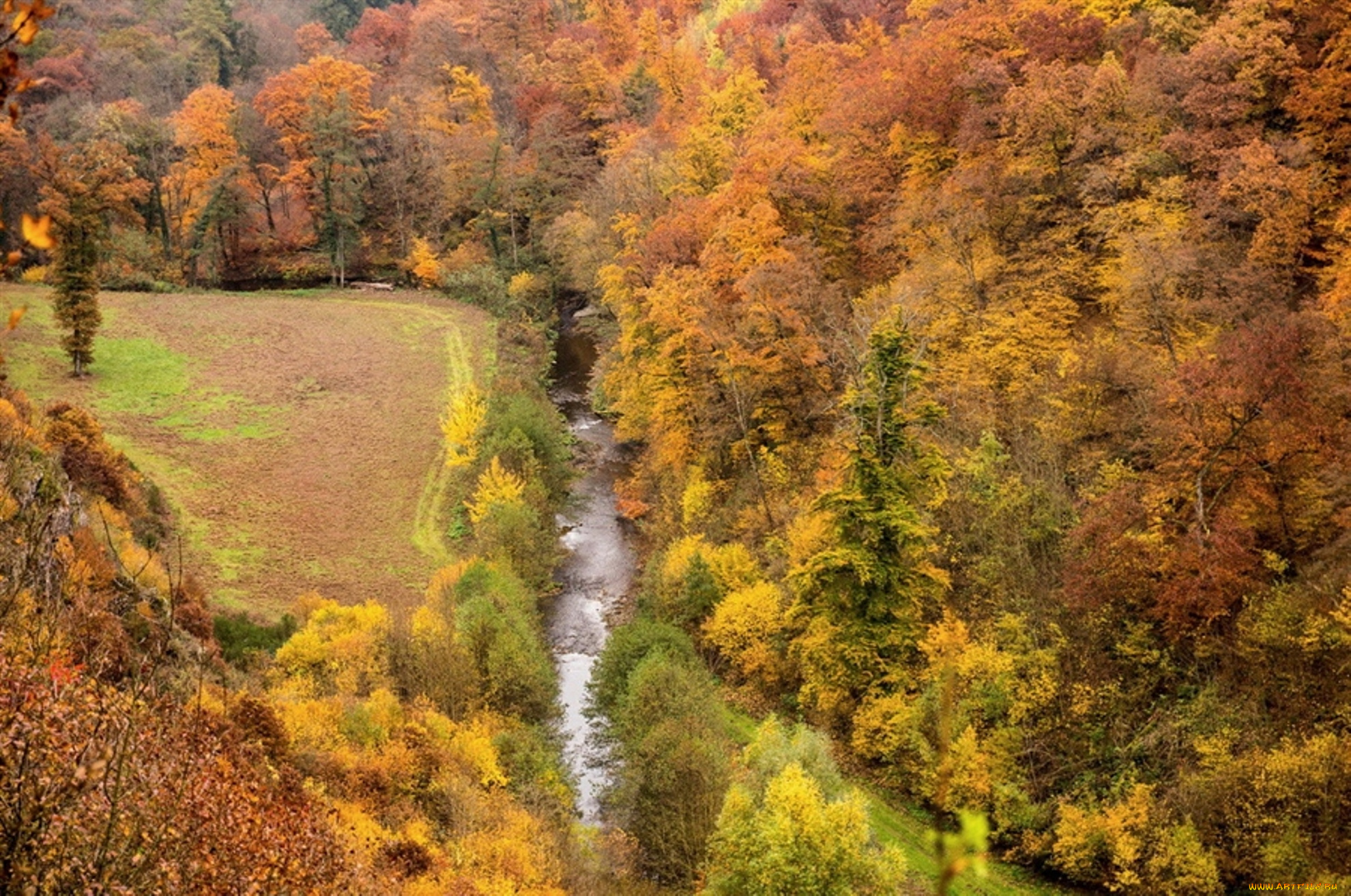 природа, лес, осень, деревья, река, вода