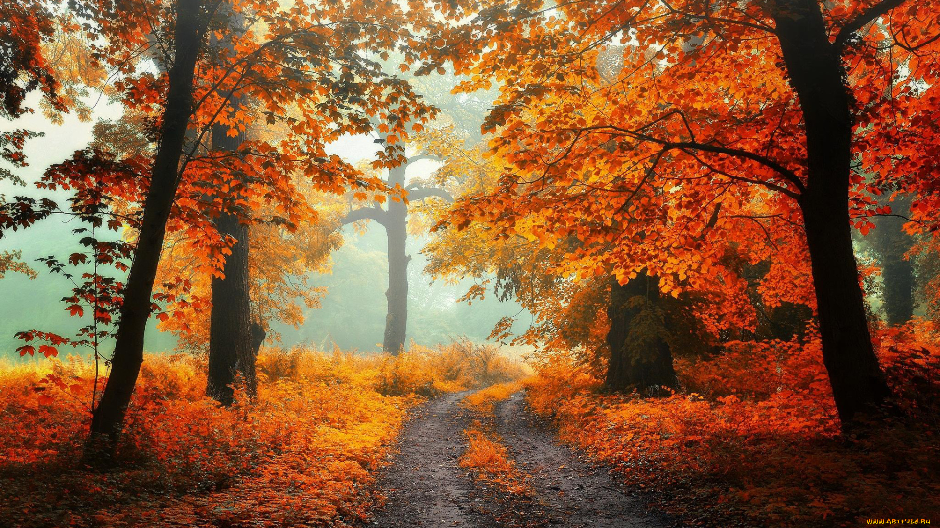 природа, дороги, листопад, дорога, осень