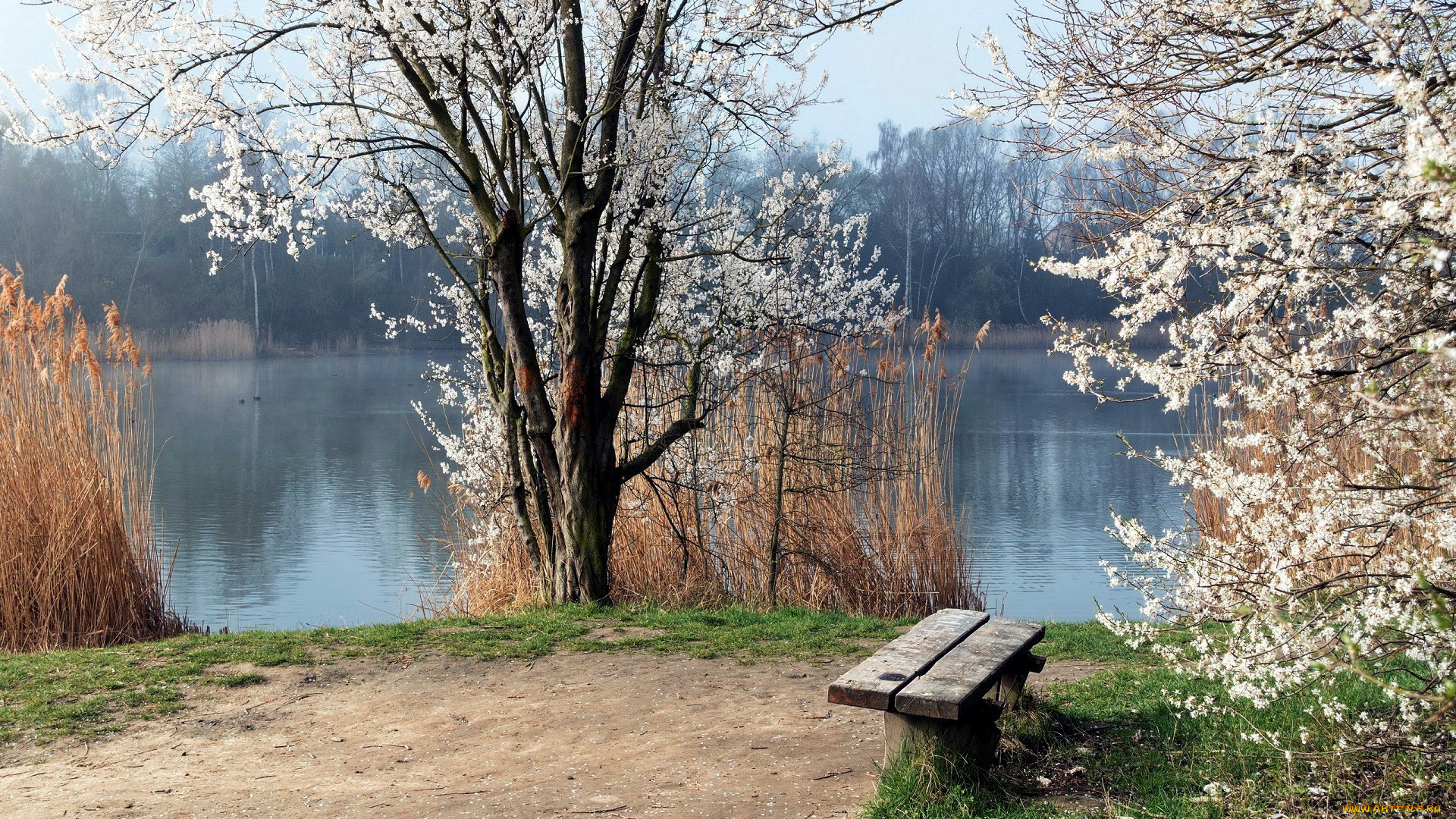 природа, реки, озера, скамейка, река, весна, деревья