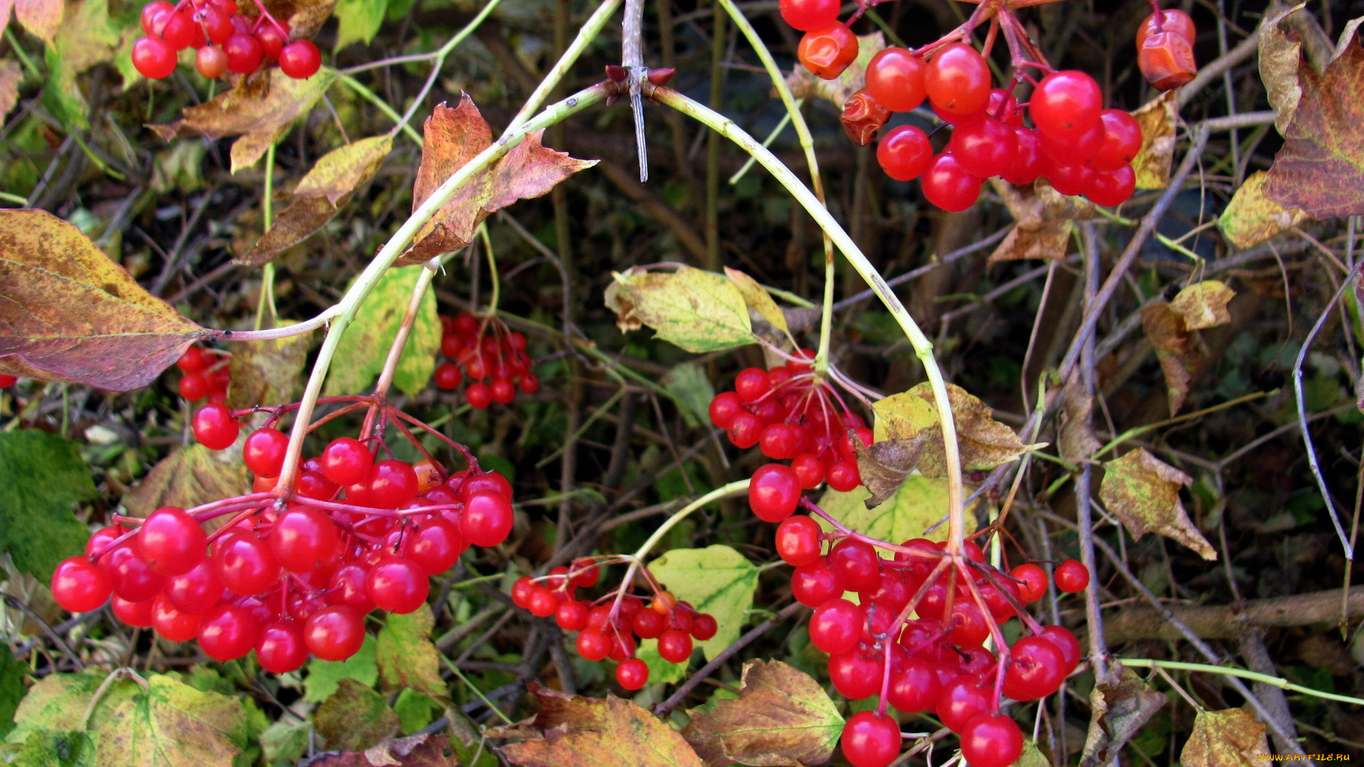 природа, ягоды, листья, осень