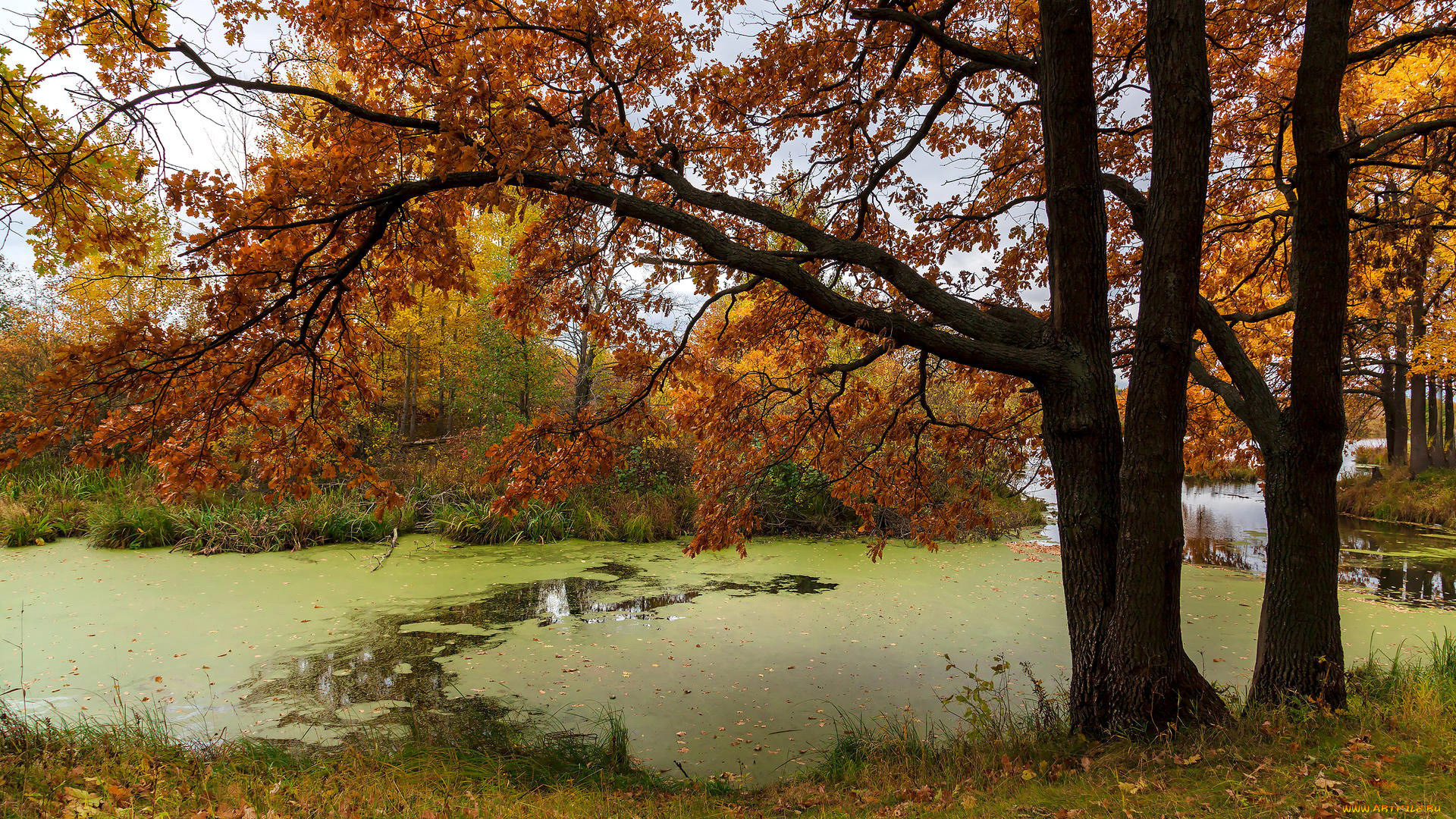 природа, парк, пруд, осень