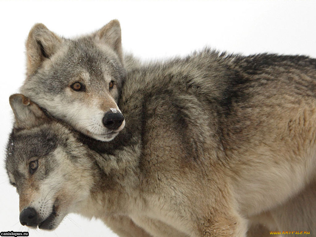 любовь, животные, волки