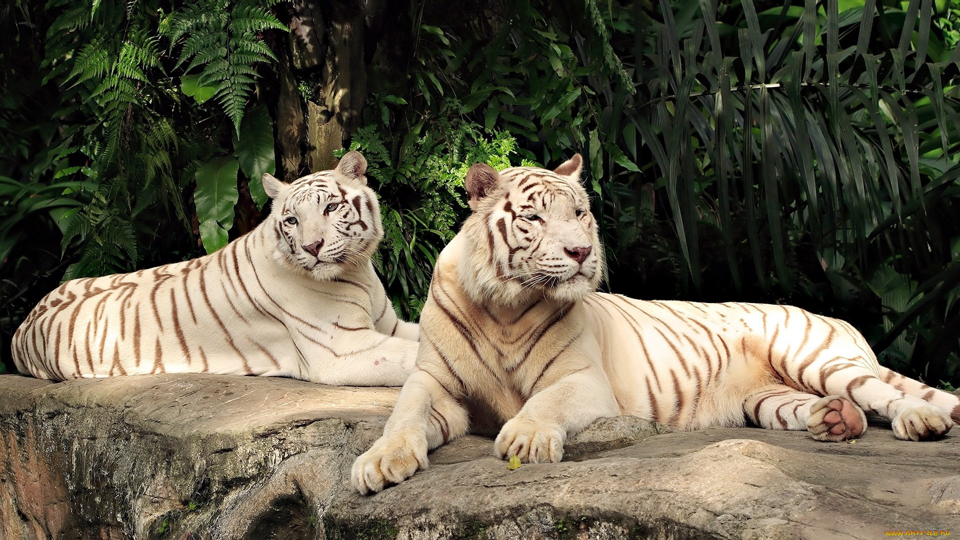 животные, тигры, белый, двое, пара