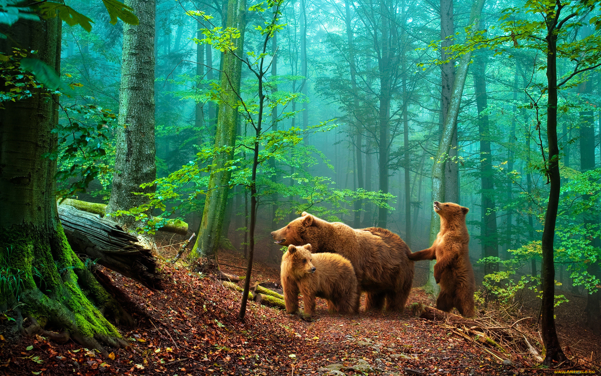 животные, медведи, лес