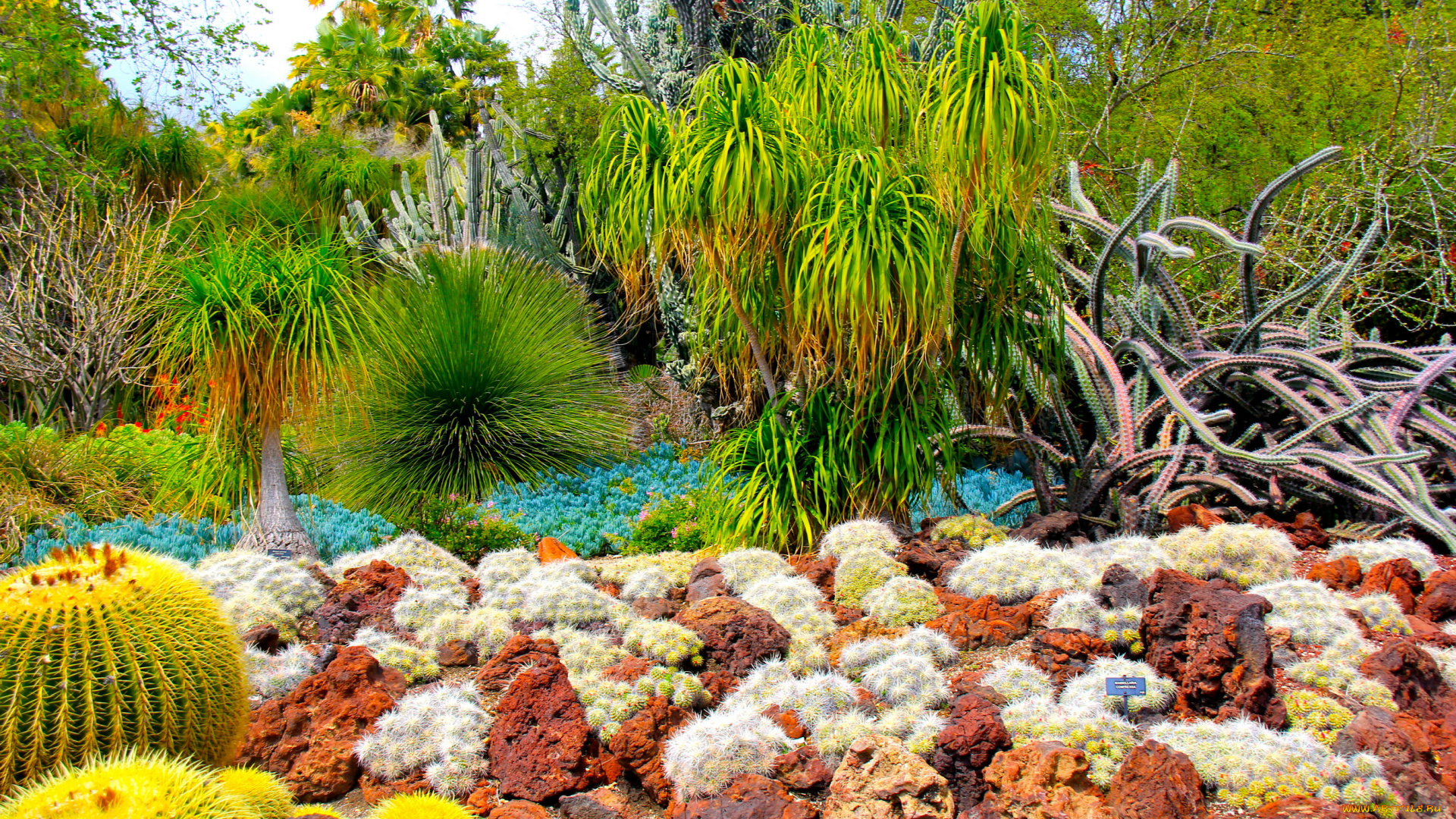 botanical, garden, san, marino, california, природа, парк, ботанический, сад, кактусы