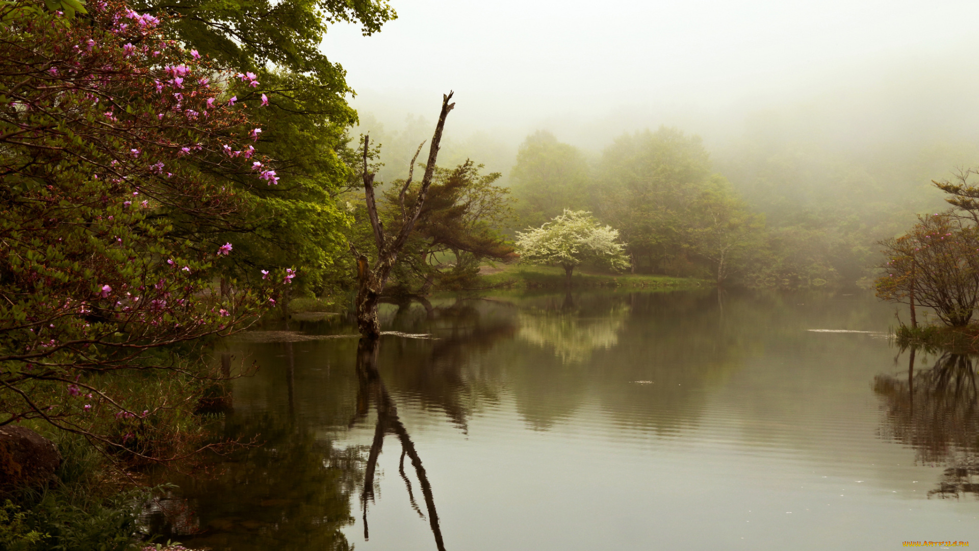 природа, реки, озера, весна, деревья, цветение, озеро, туман