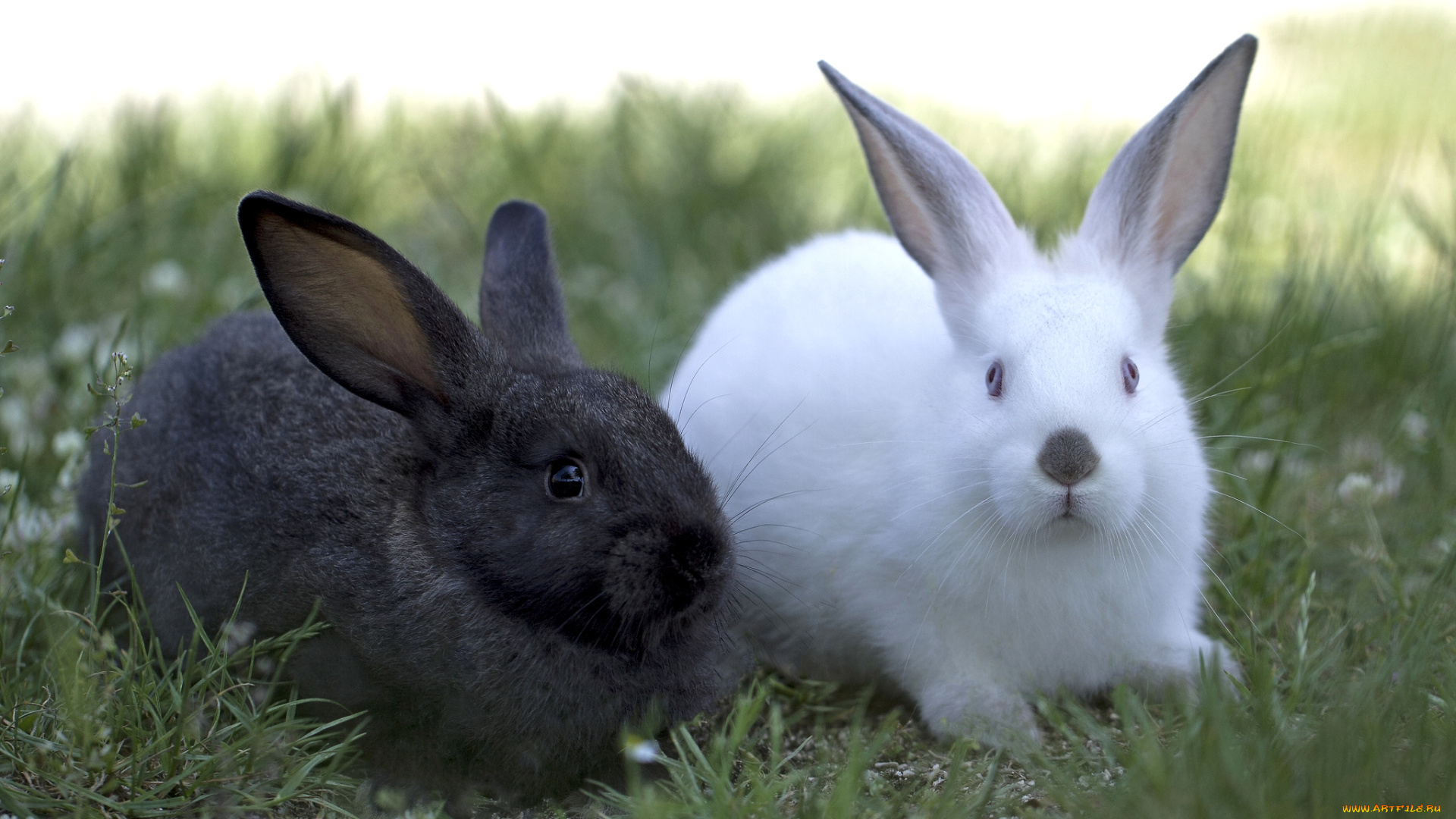 животные, кролики, зайцы, уши, дуэт