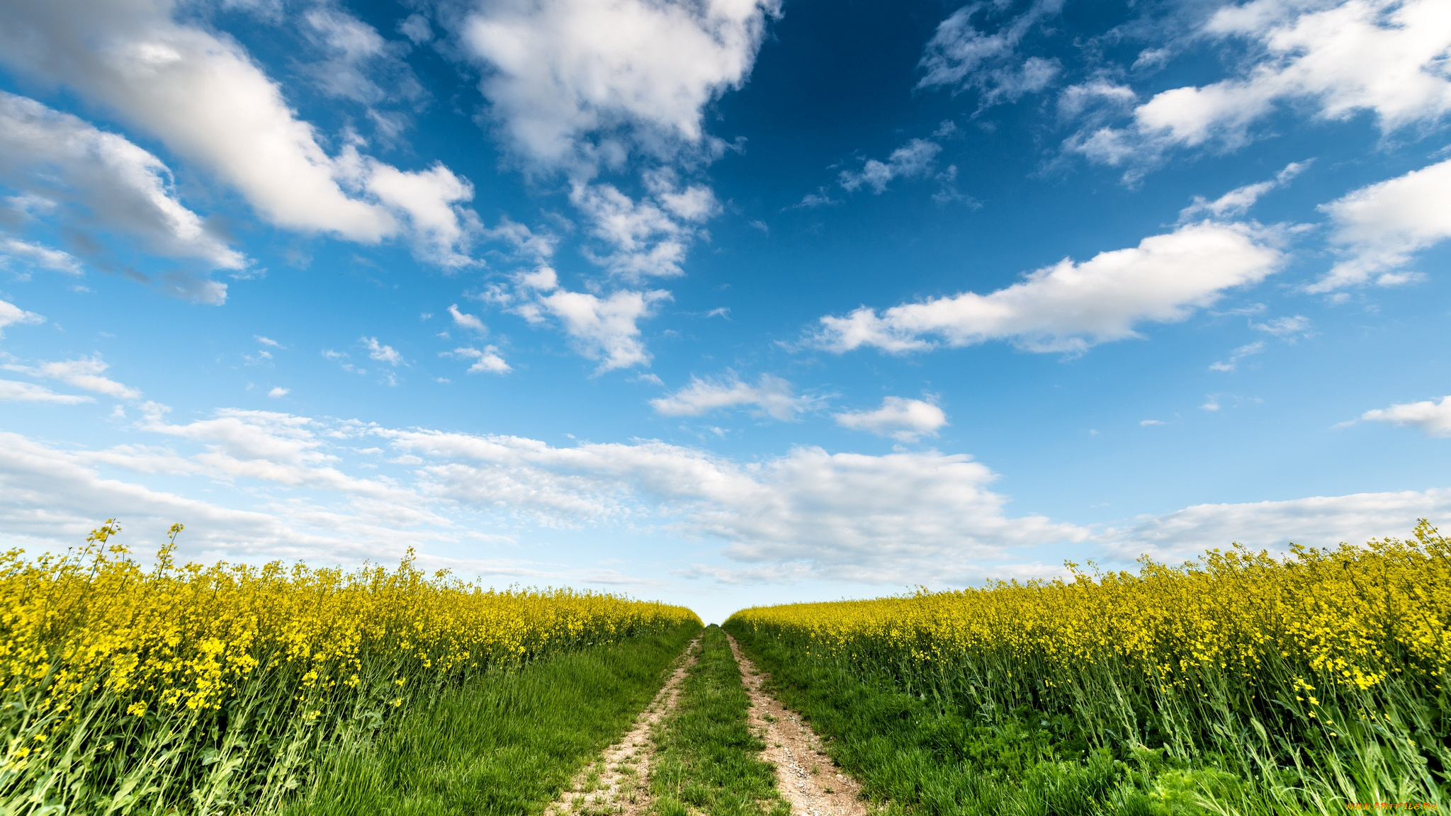 Field choices. Природа поле. Лето поле. Дорога в поле. Фон поле.