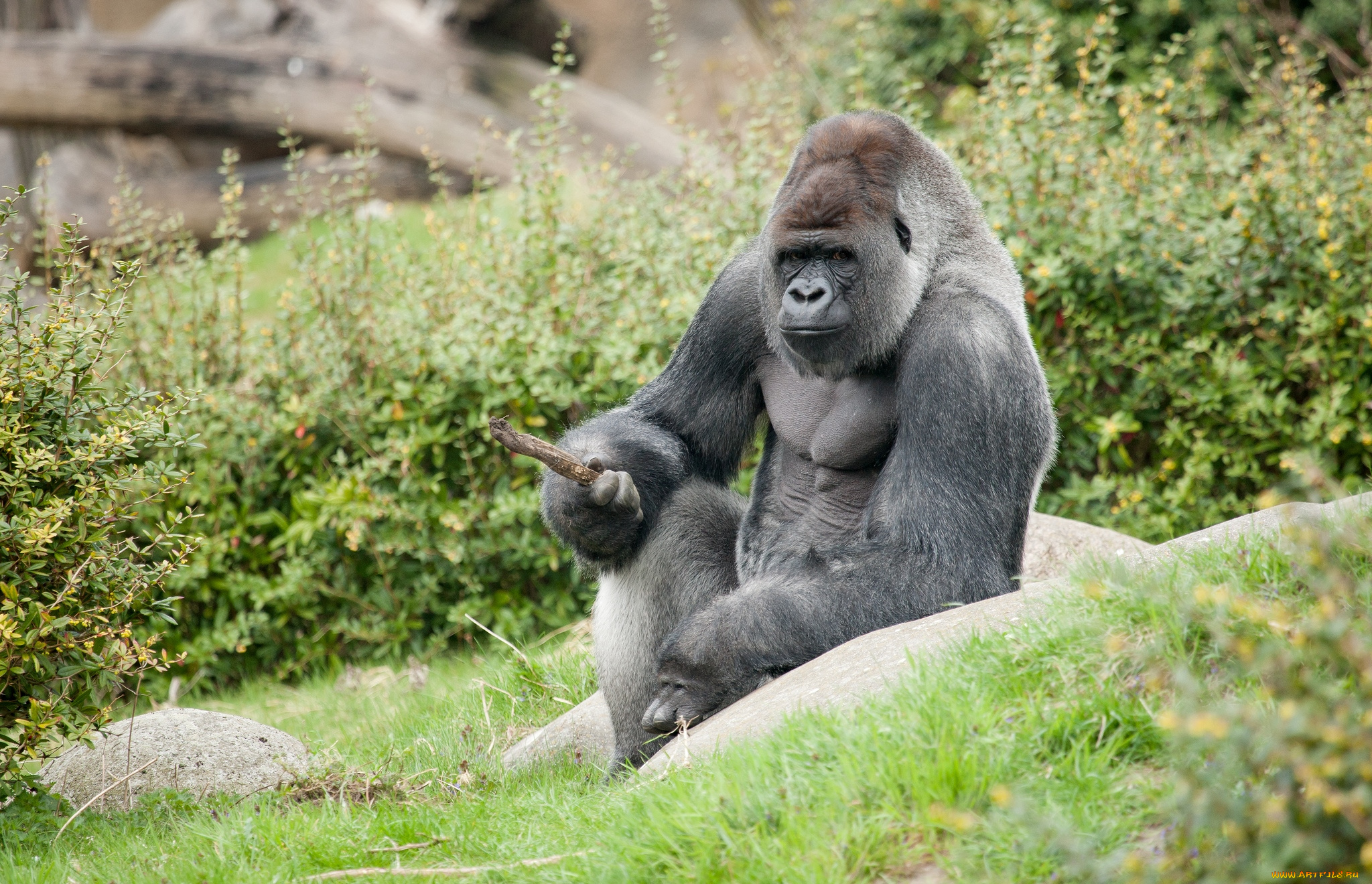 Обезьяны гориллы шимпанзе