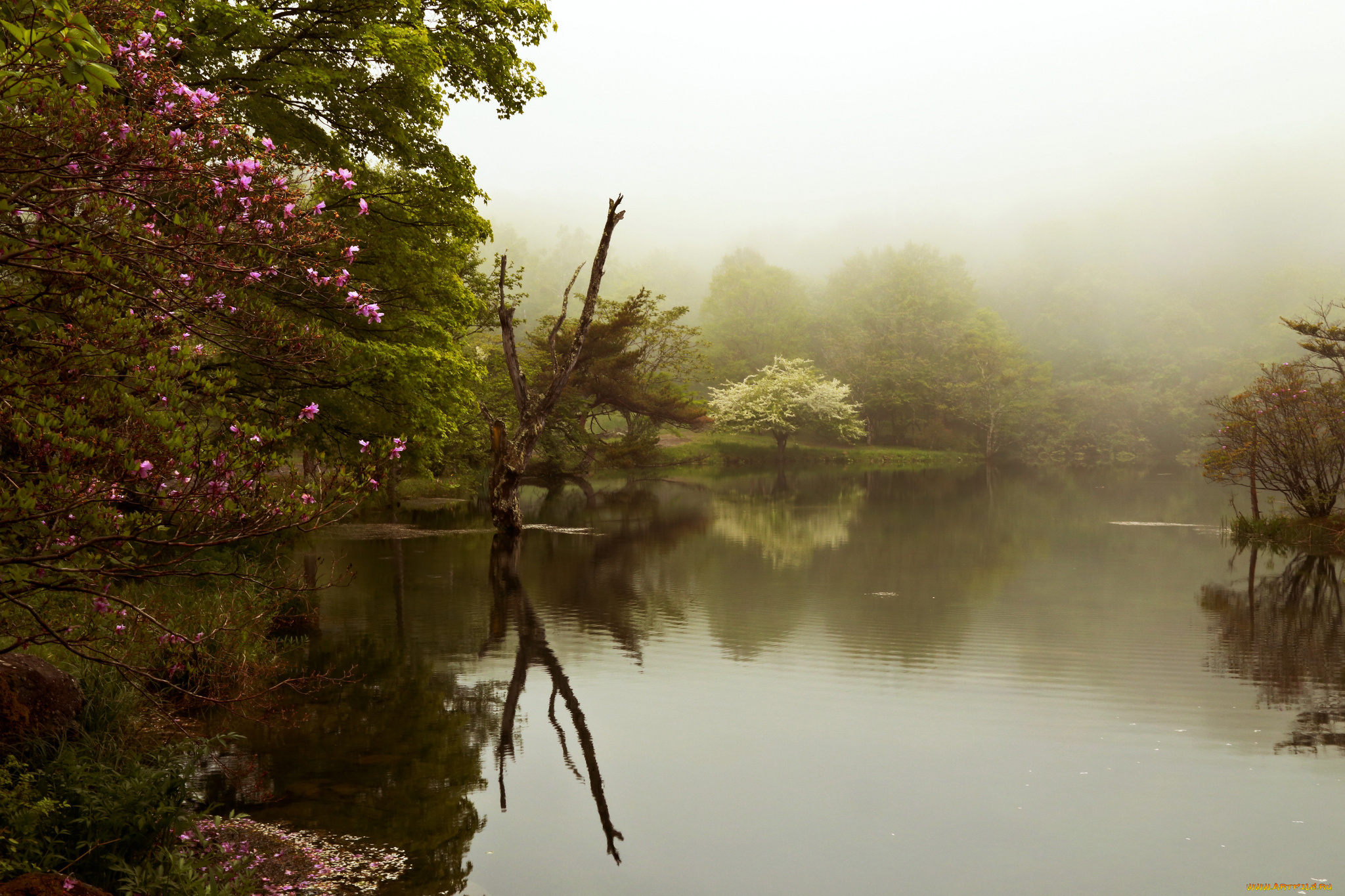 природа, реки, озера, весна, деревья, цветение, озеро, туман