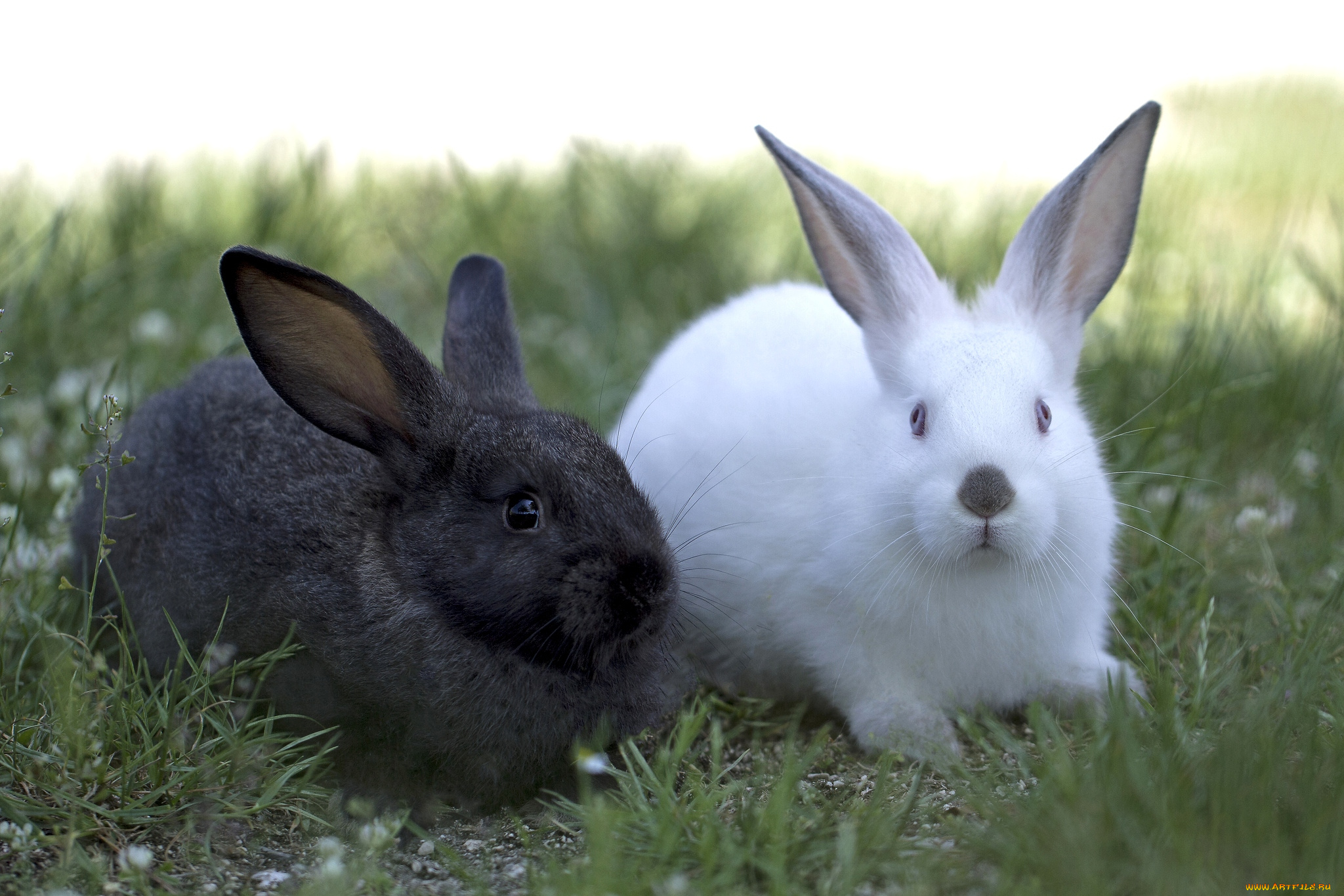 животные, кролики, зайцы, уши, дуэт