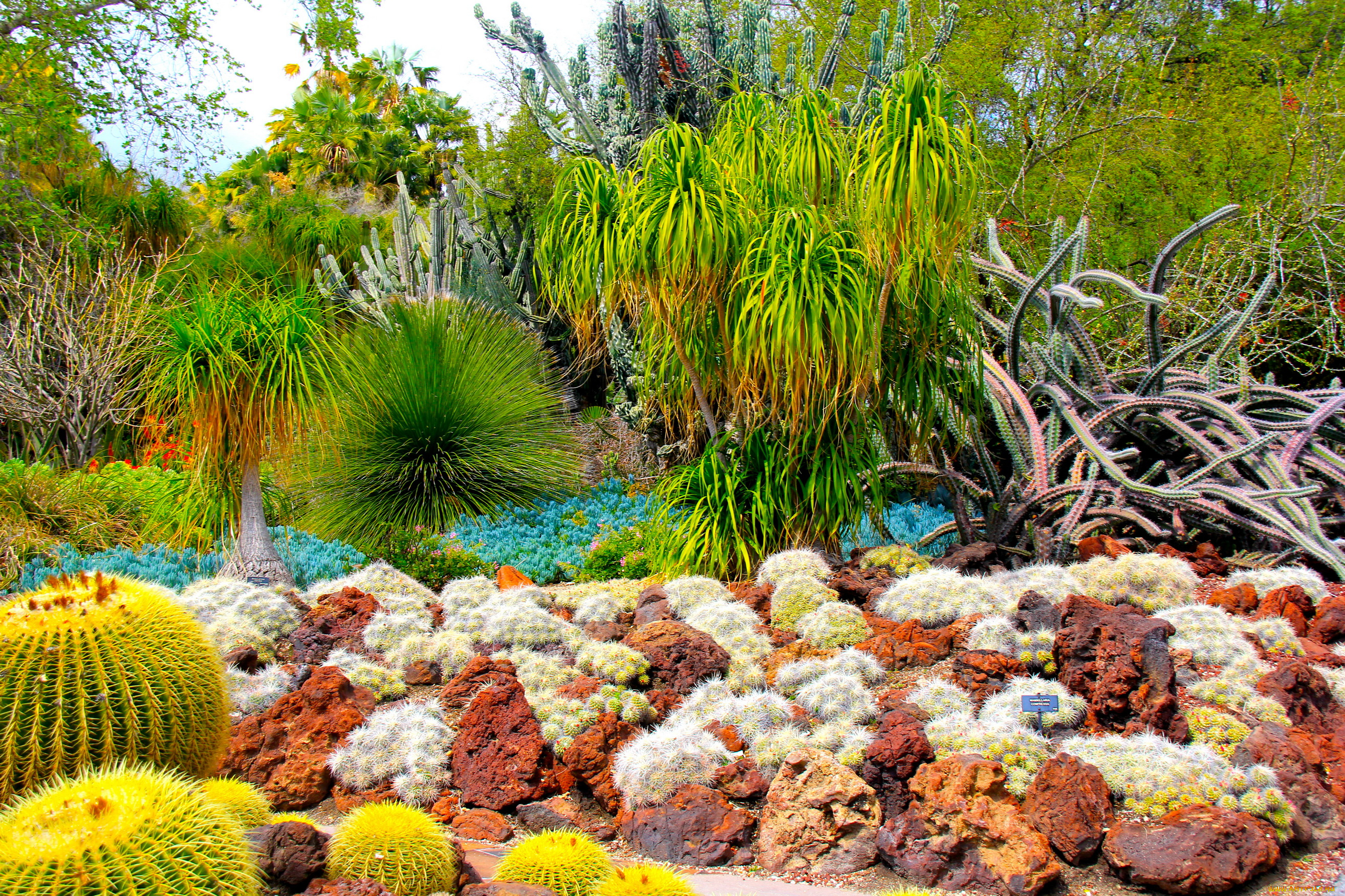 botanical, garden, san, marino, california, природа, парк, ботанический, сад, кактусы
