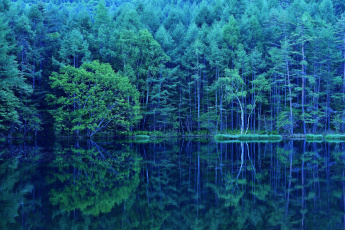 Картинка природа реки озера лес деревья
