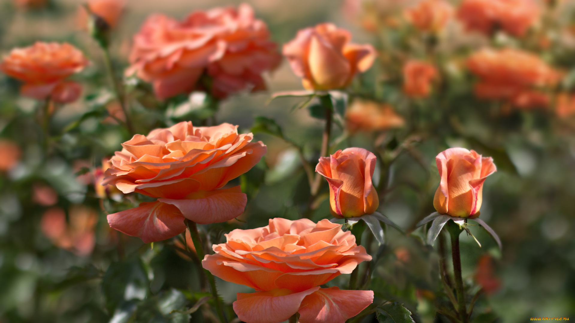 цветы, розы, оранж