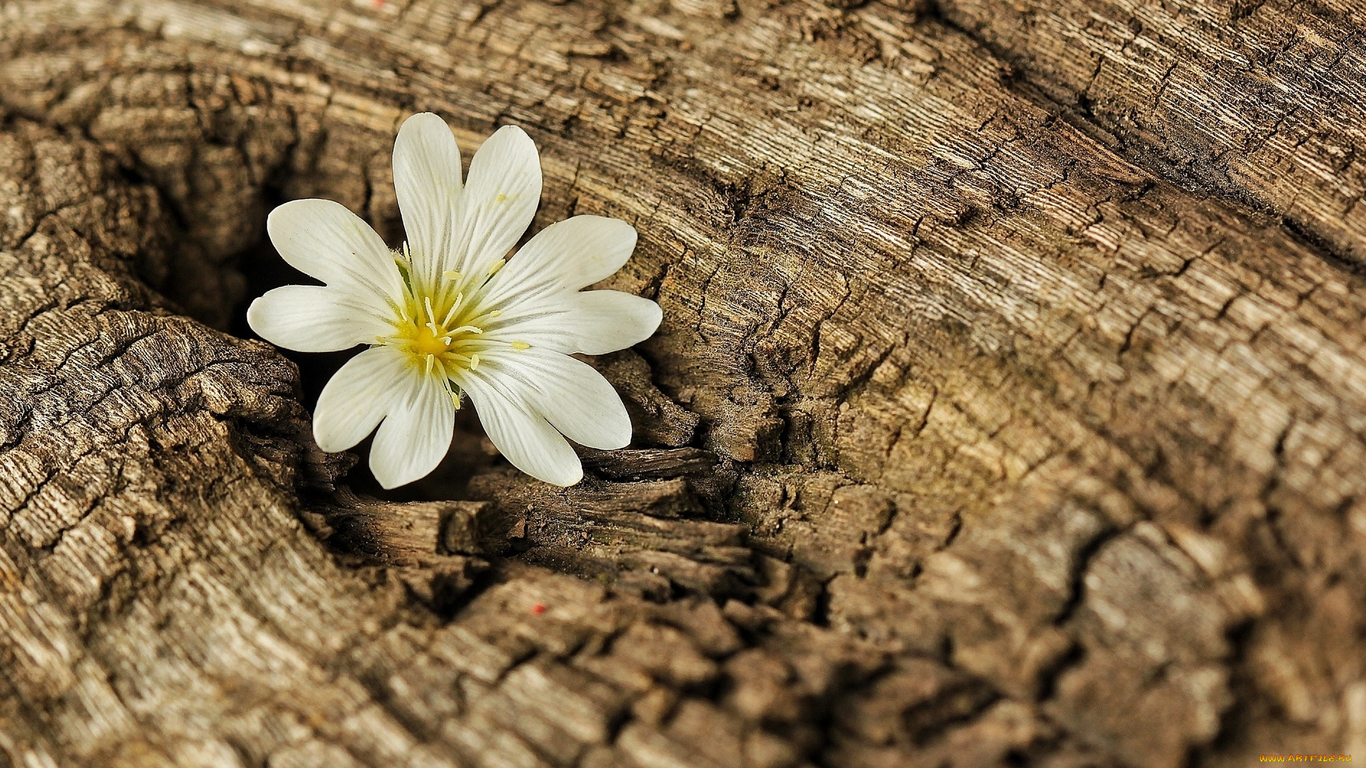 цветы, Ясколка, flower, кора, дерево, tree, фон