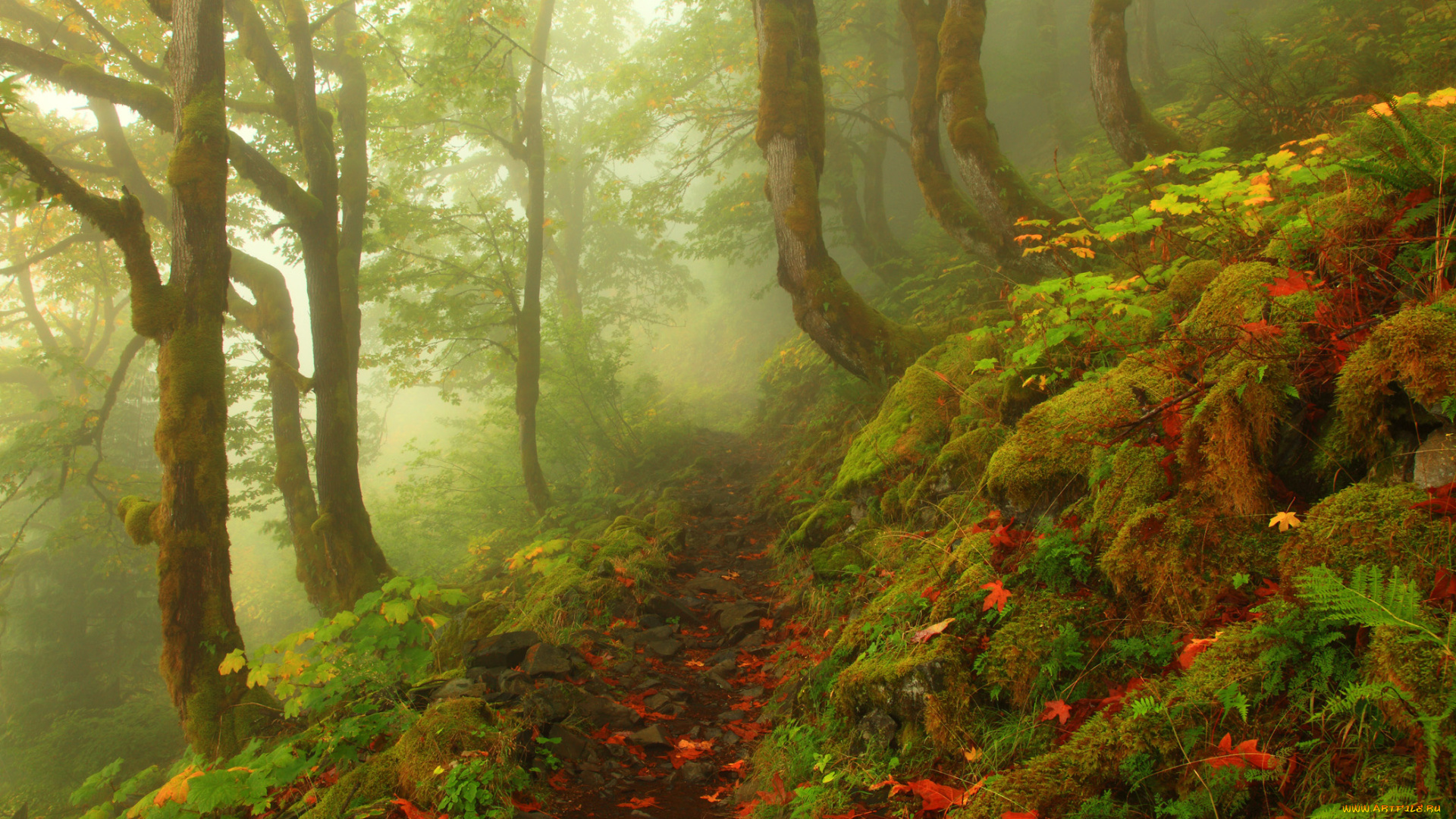 природа, лес, камни, листва, деревья, туман