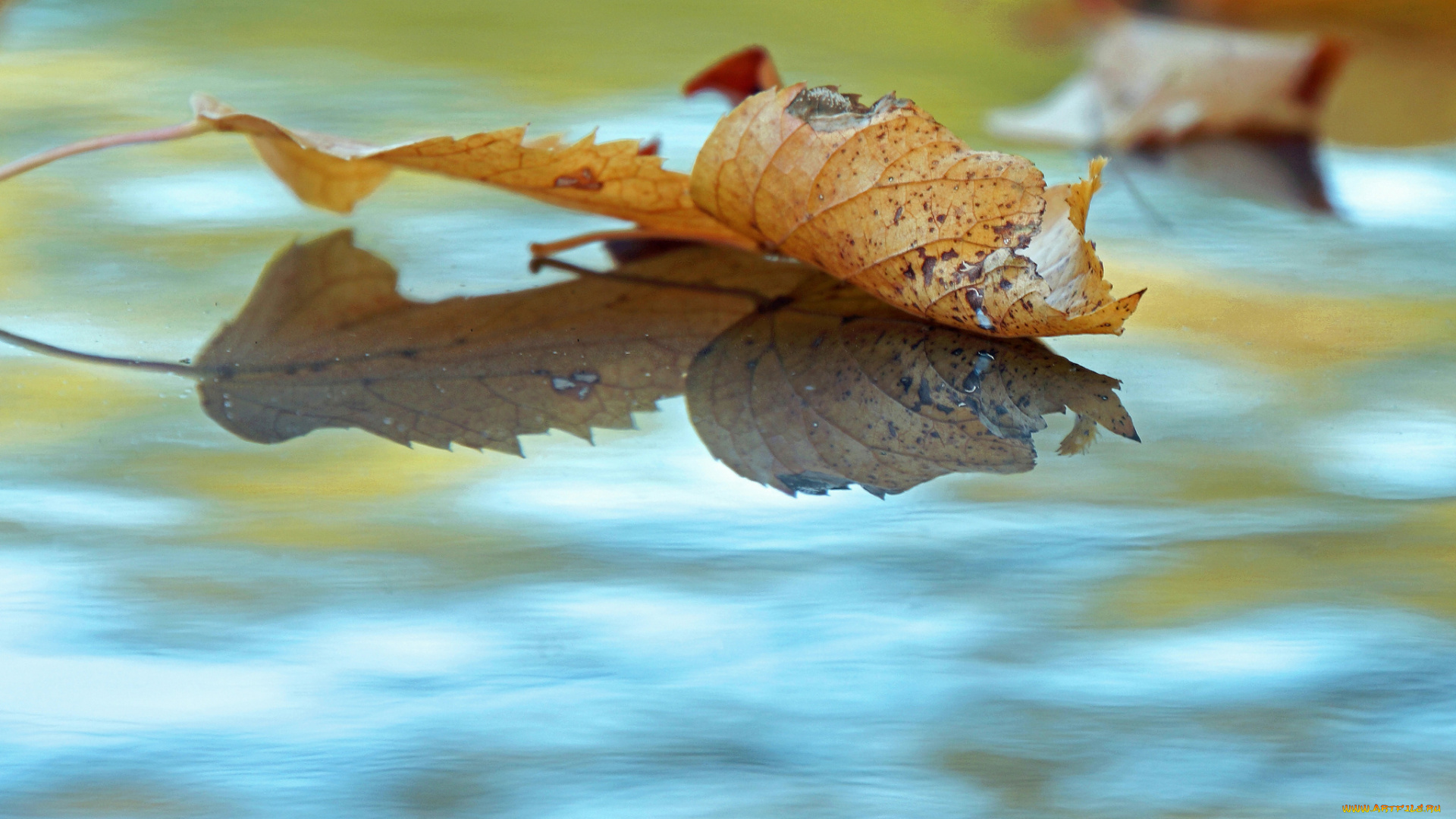природа, листья, опавшие, вода, осень