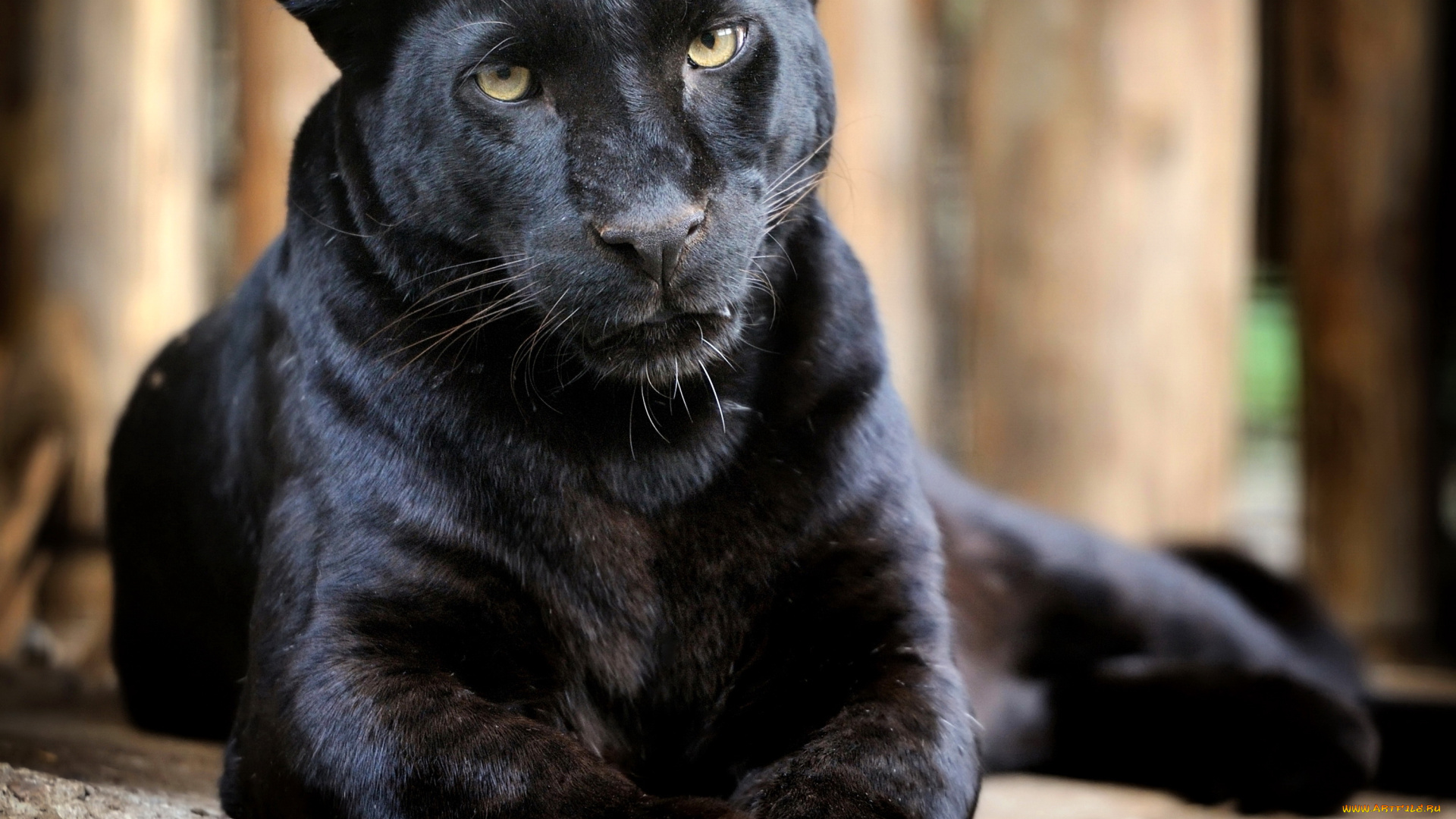 красивое фото черных пантер