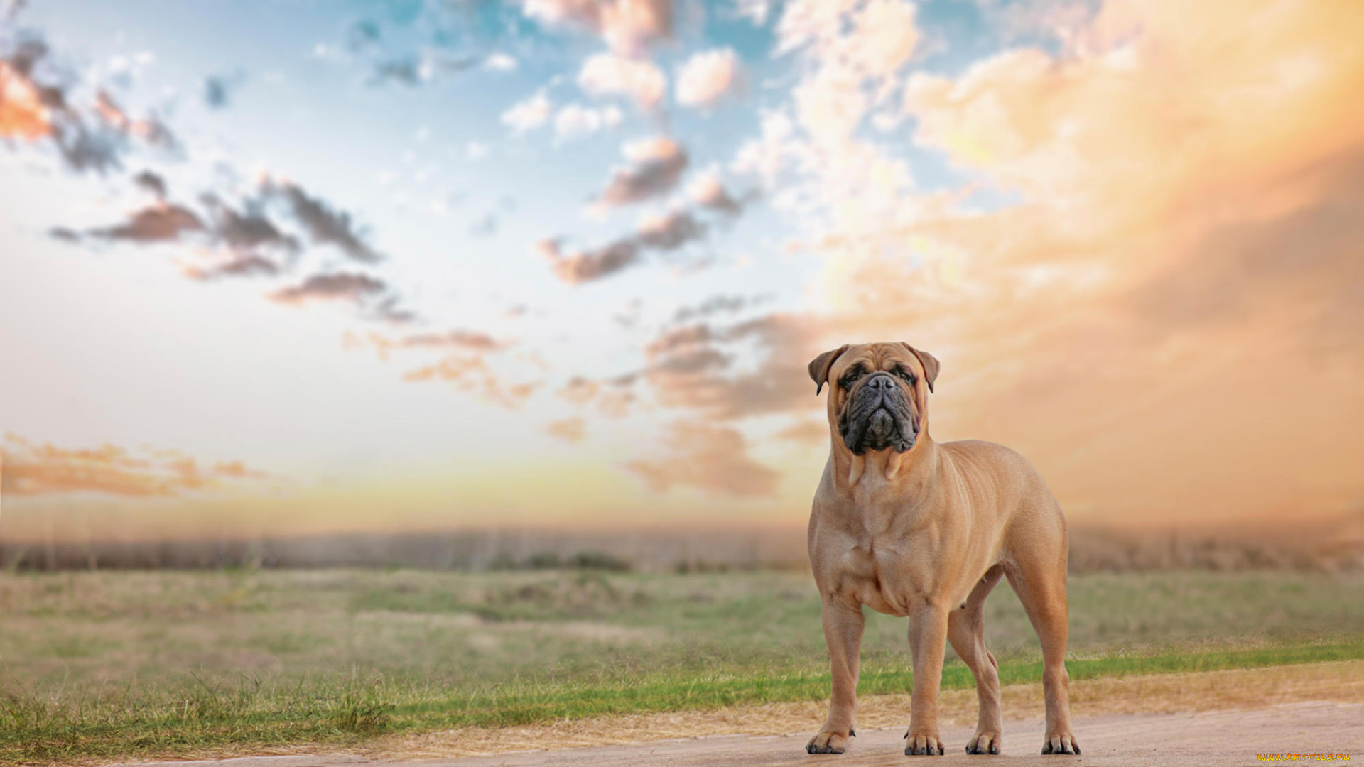 животные, собаки, bullmastiff, взгляд