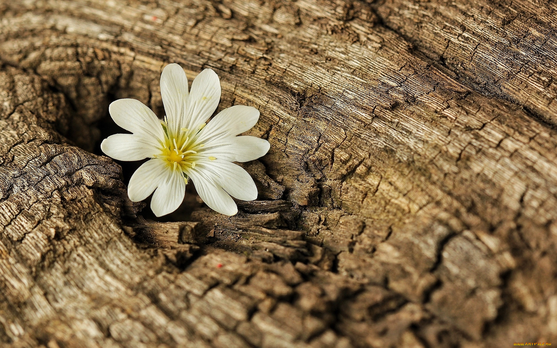 цветы, Ясколка, flower, кора, дерево, tree, фон