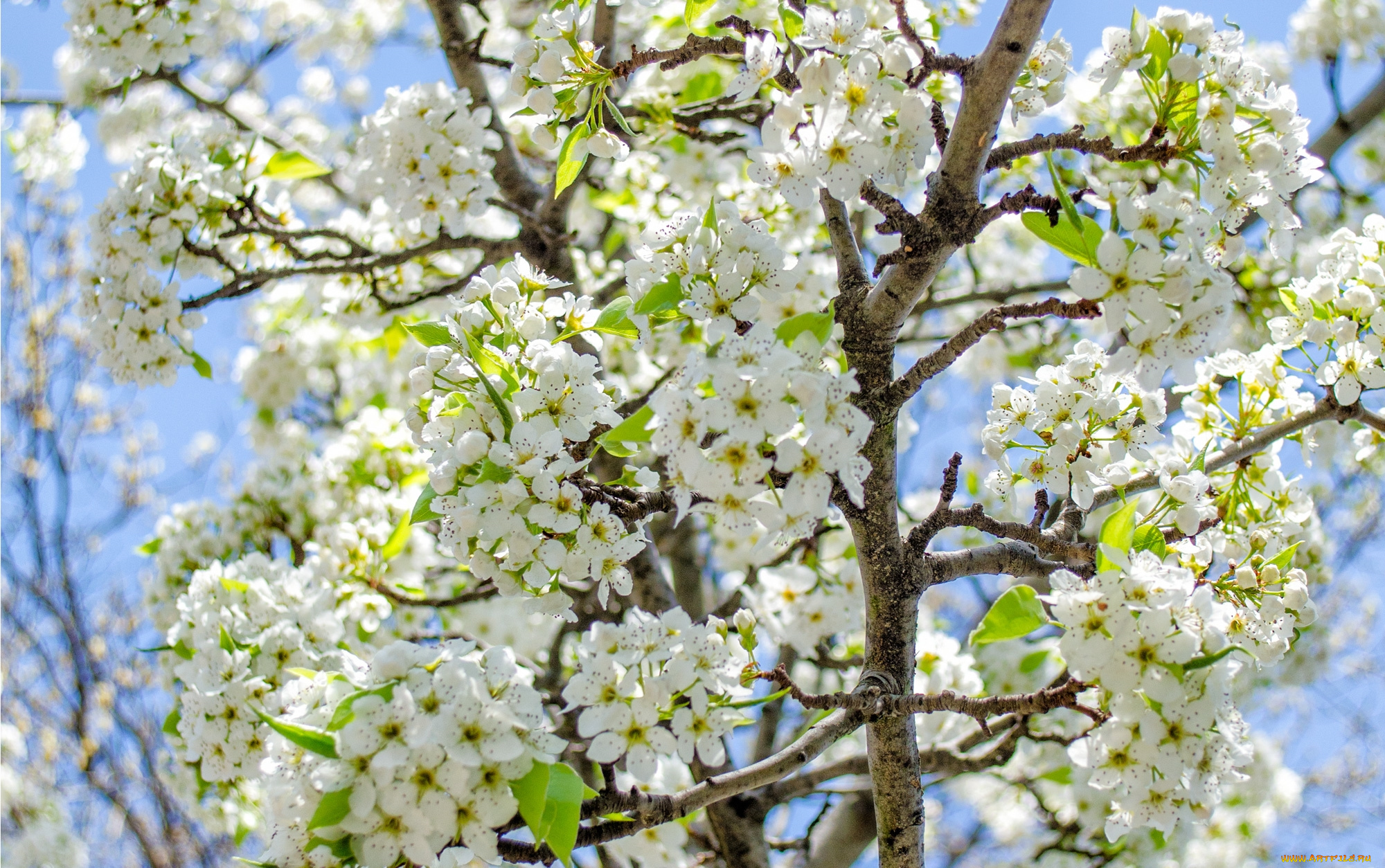 цветы, сакура, , вишня, весна