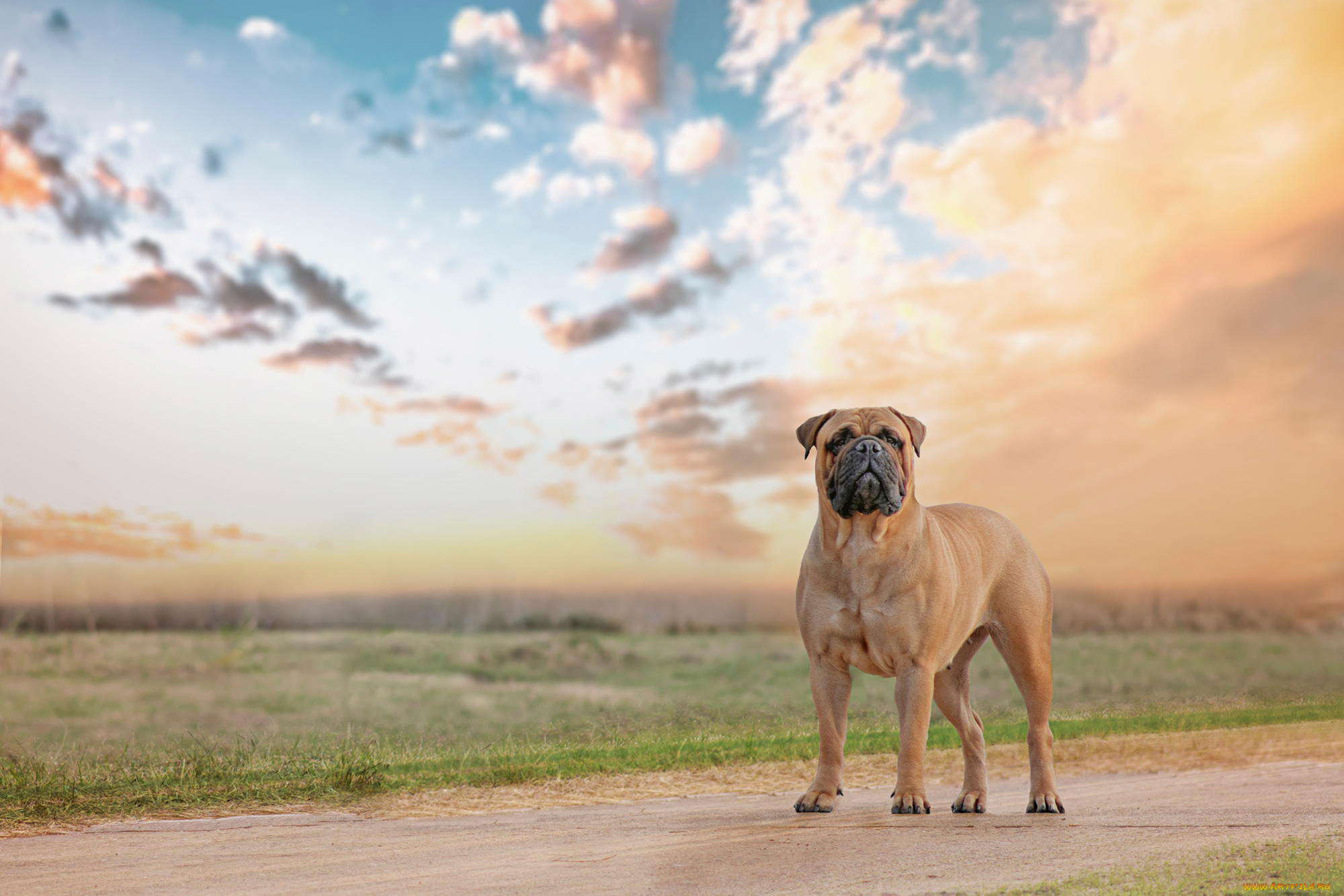 животные, собаки, bullmastiff, взгляд