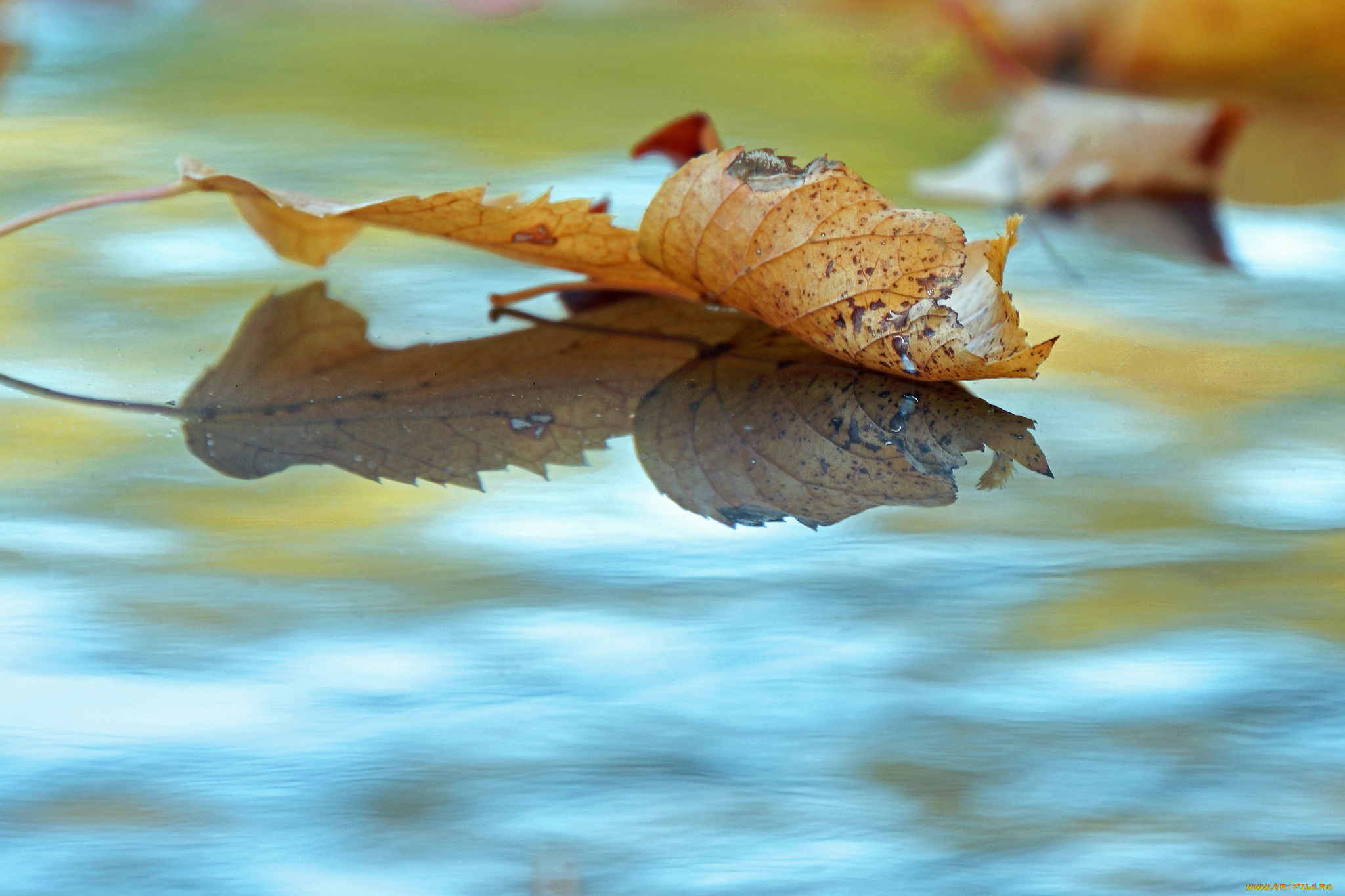 природа, листья, опавшие, вода, осень