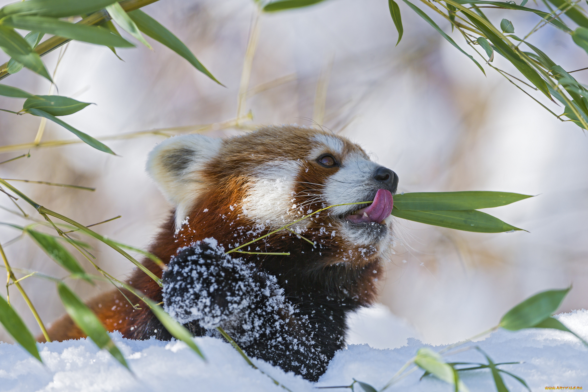 животные, панды, бамбук, ветка, firefox, красная, панда, малая, язык, зима, снег