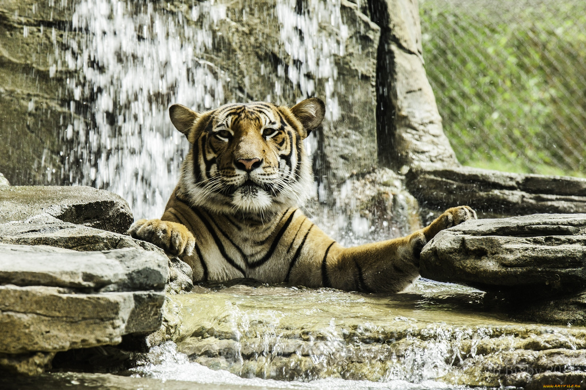 животные, тигры, купание, вода, камни, морда, кошка