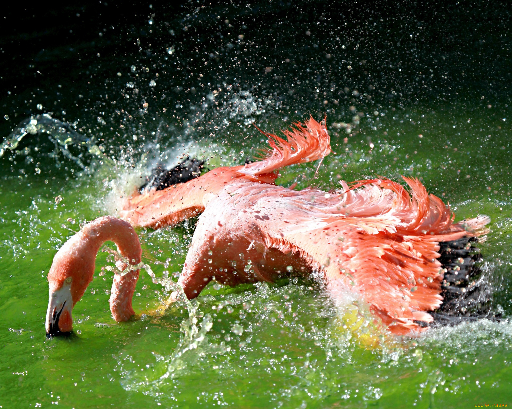 животные, фламинго, купание, брызги, вода, крылья, розовый