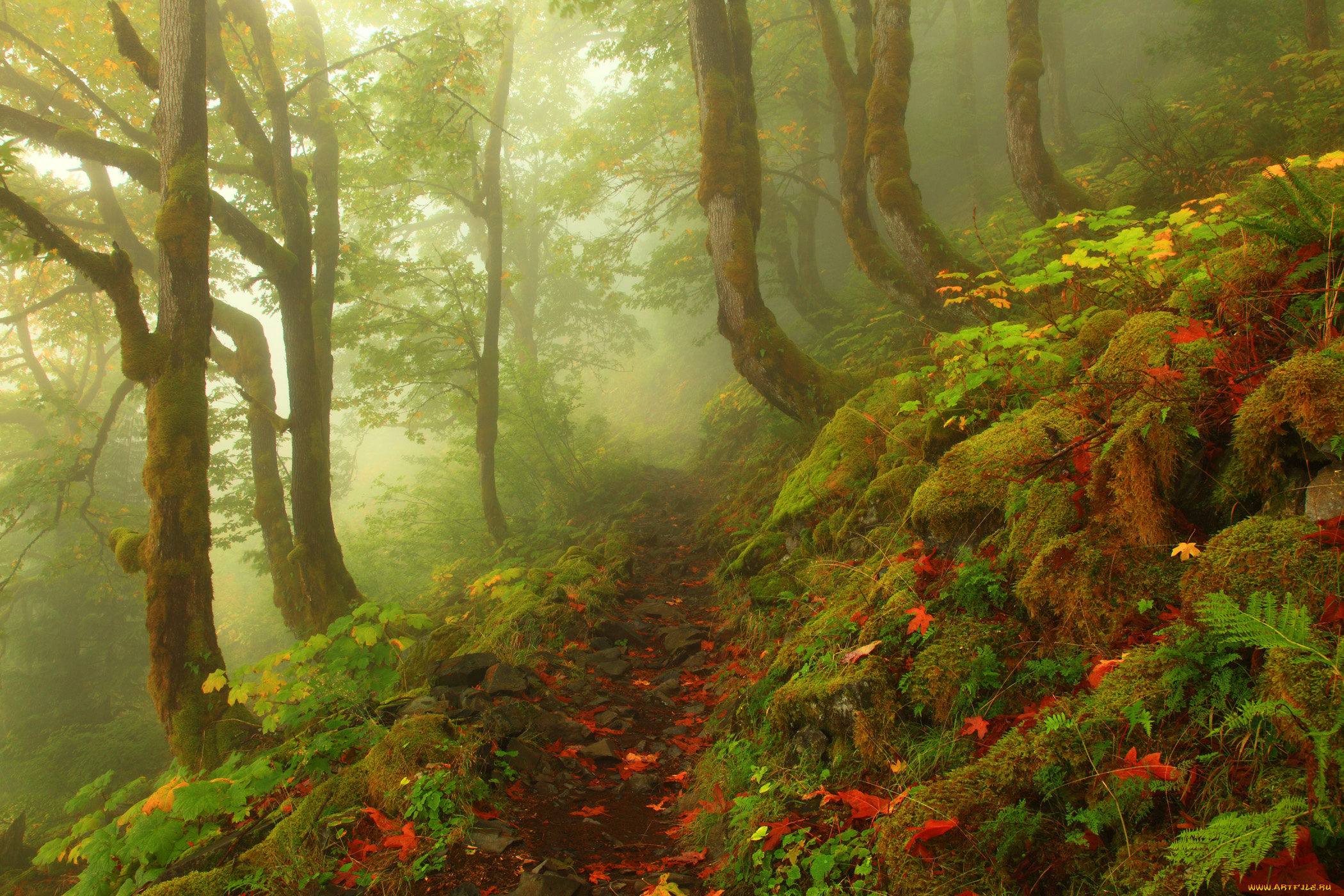 природа, лес, камни, листва, деревья, туман
