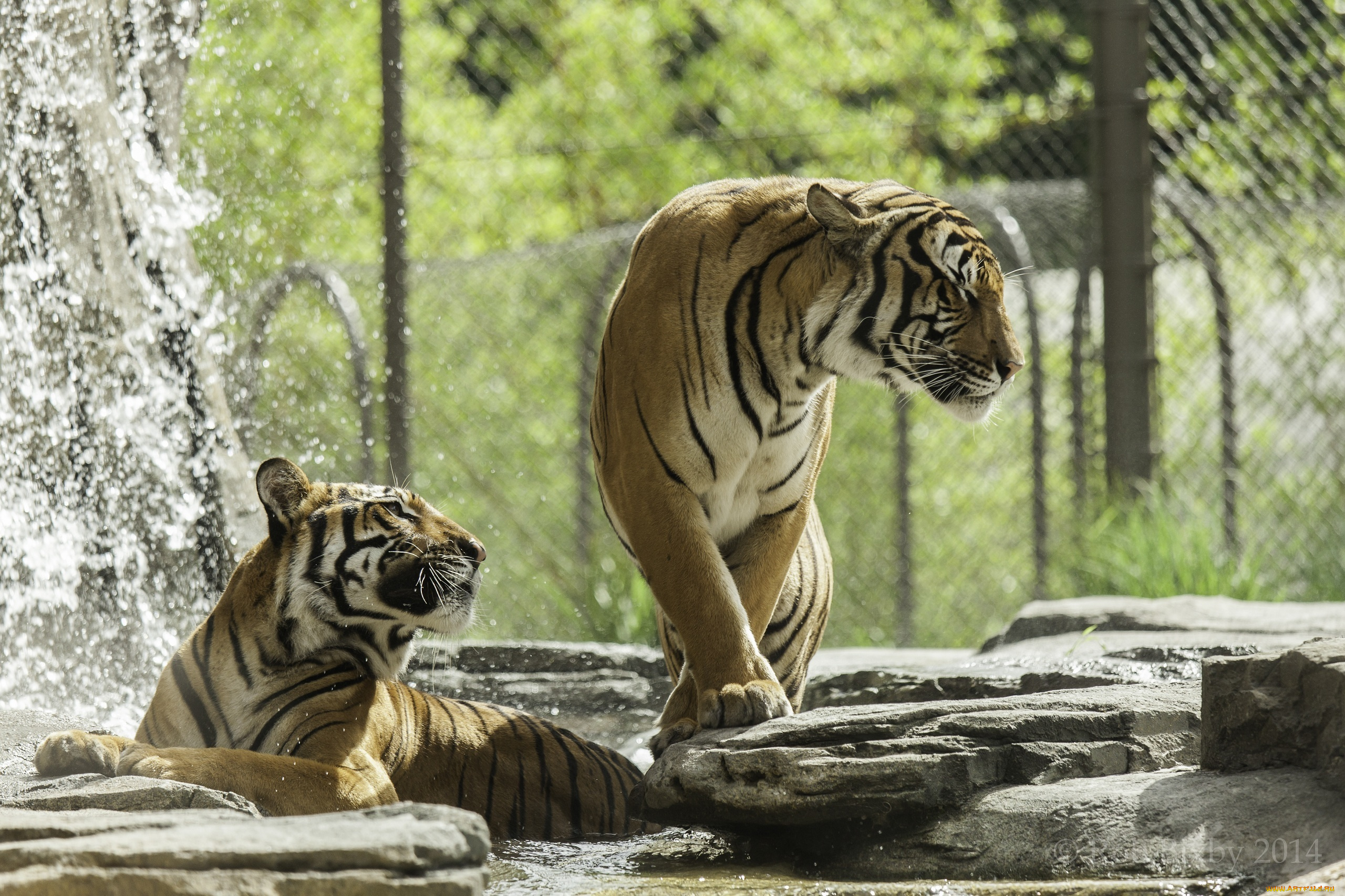 животные, тигры, зоопарк, купание, вода, пара, кошки