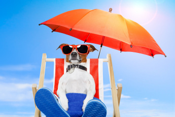 Картинка животные собаки природа стул собака очки зонт отдых