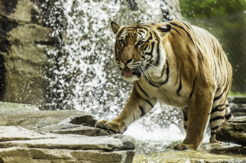 Картинка животные тигры купание вода камни хищник полоски