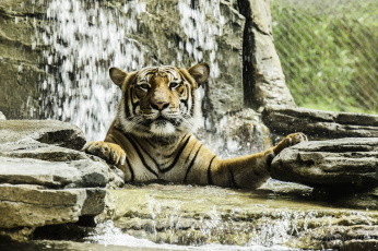 обоя животные, тигры, купание, вода, камни, морда, кошка
