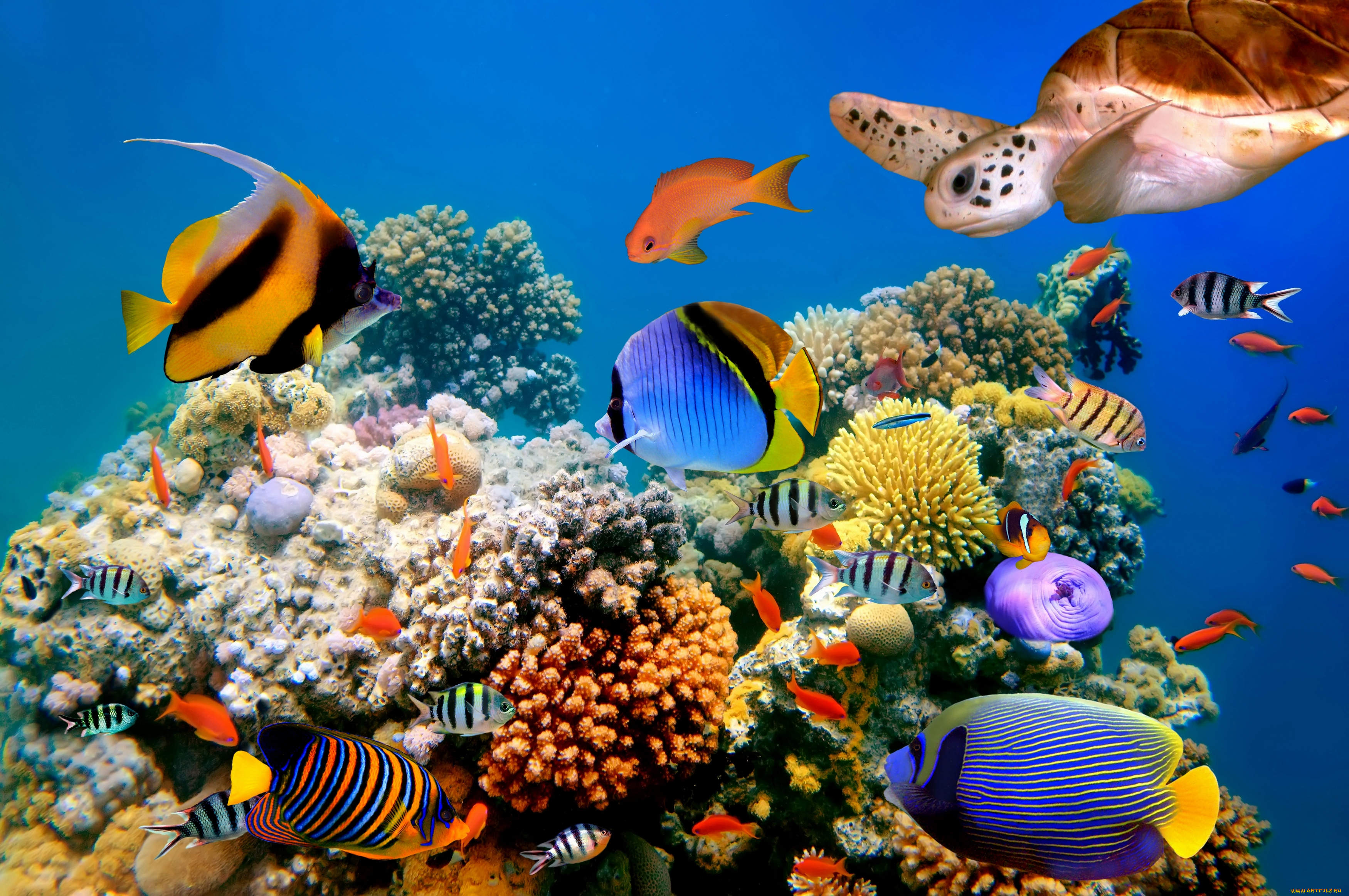 животные, рыбы, природа, морское, дно, черепаха, the, nature, sea, bottom, fish, turtle