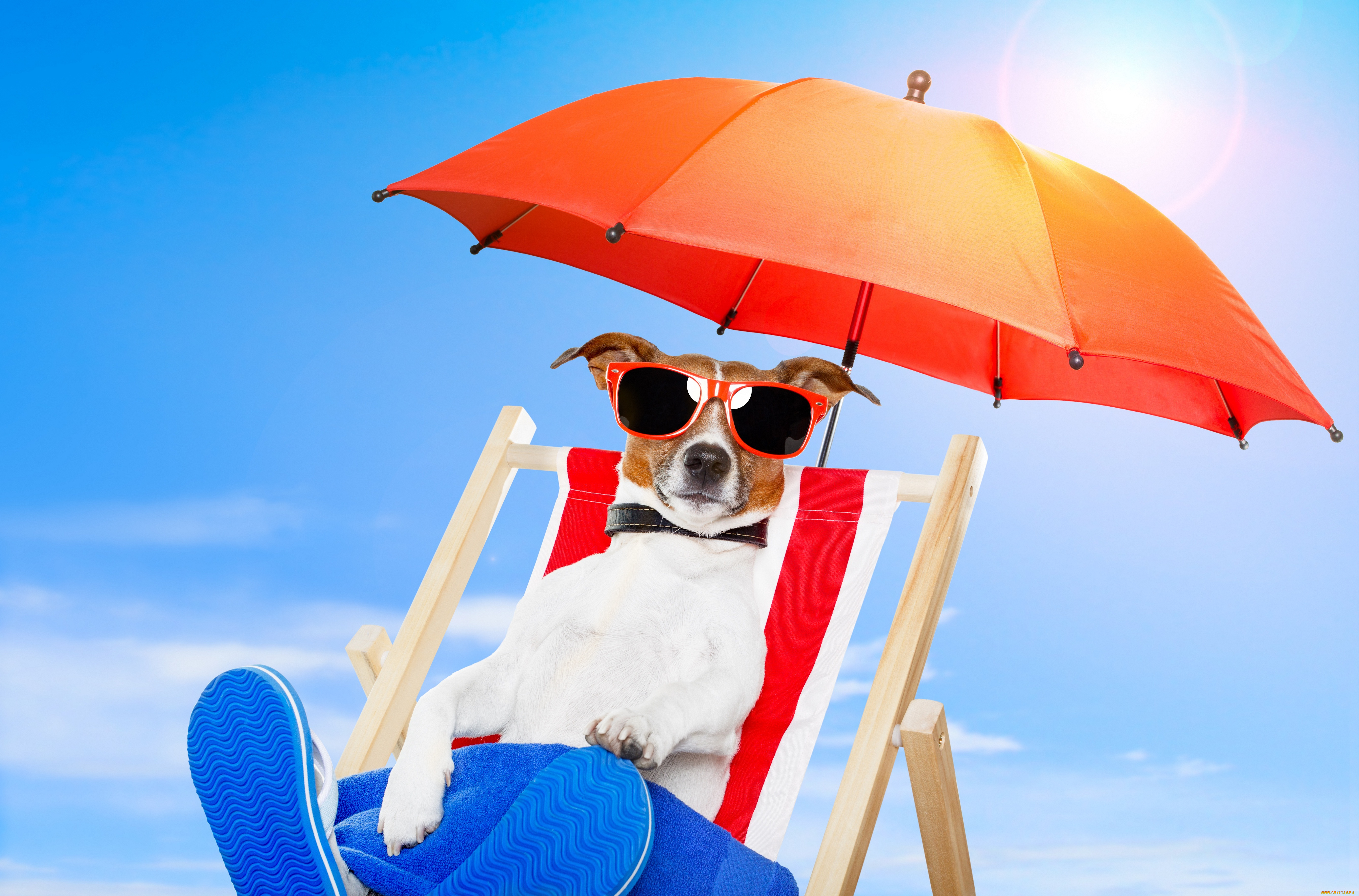 Всегда бодр и весел. Лето животные. Собака на шезлонге в очках. Отпуск. Собака отдыхает.