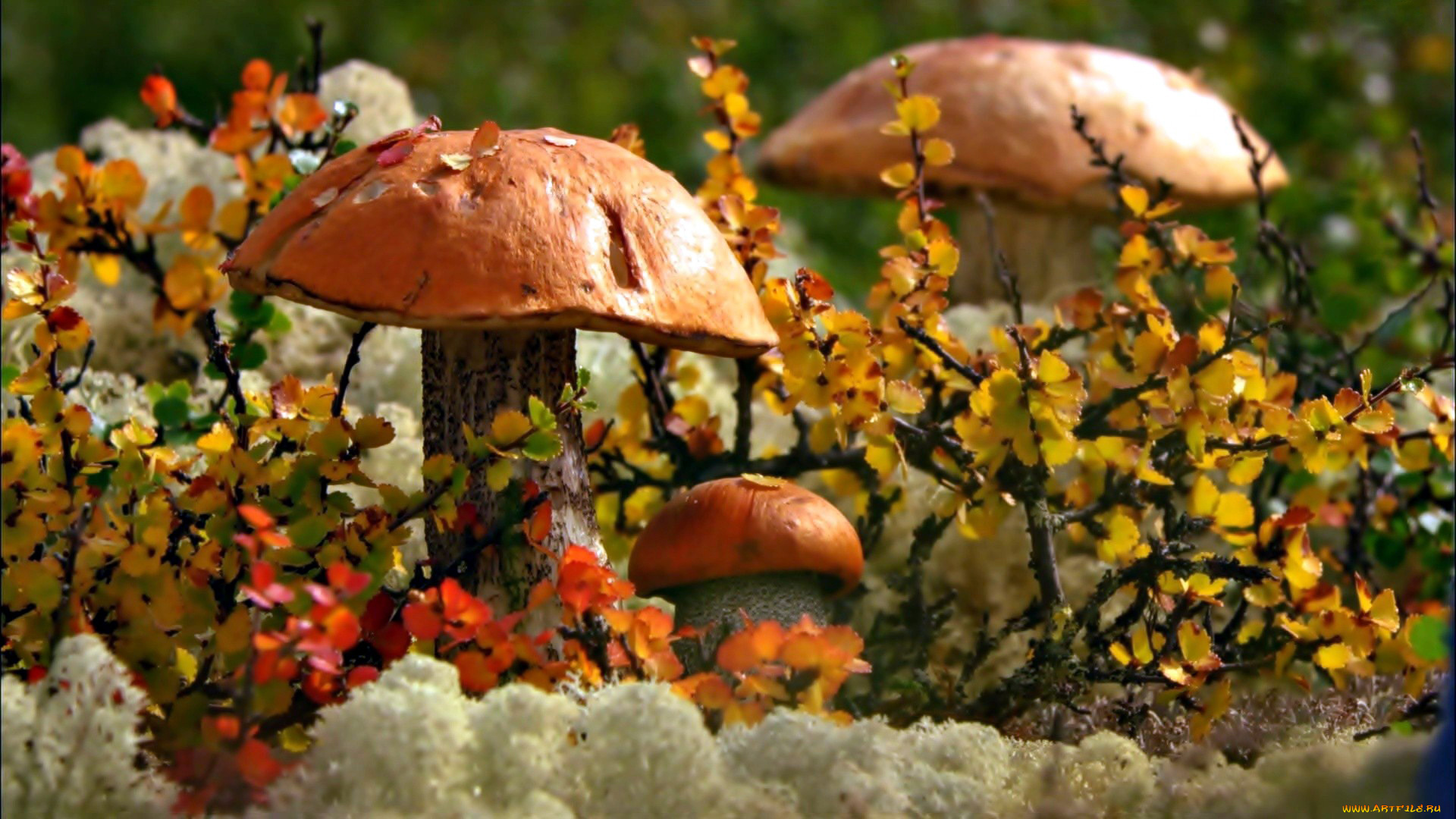 природа, грибы, подосиновики